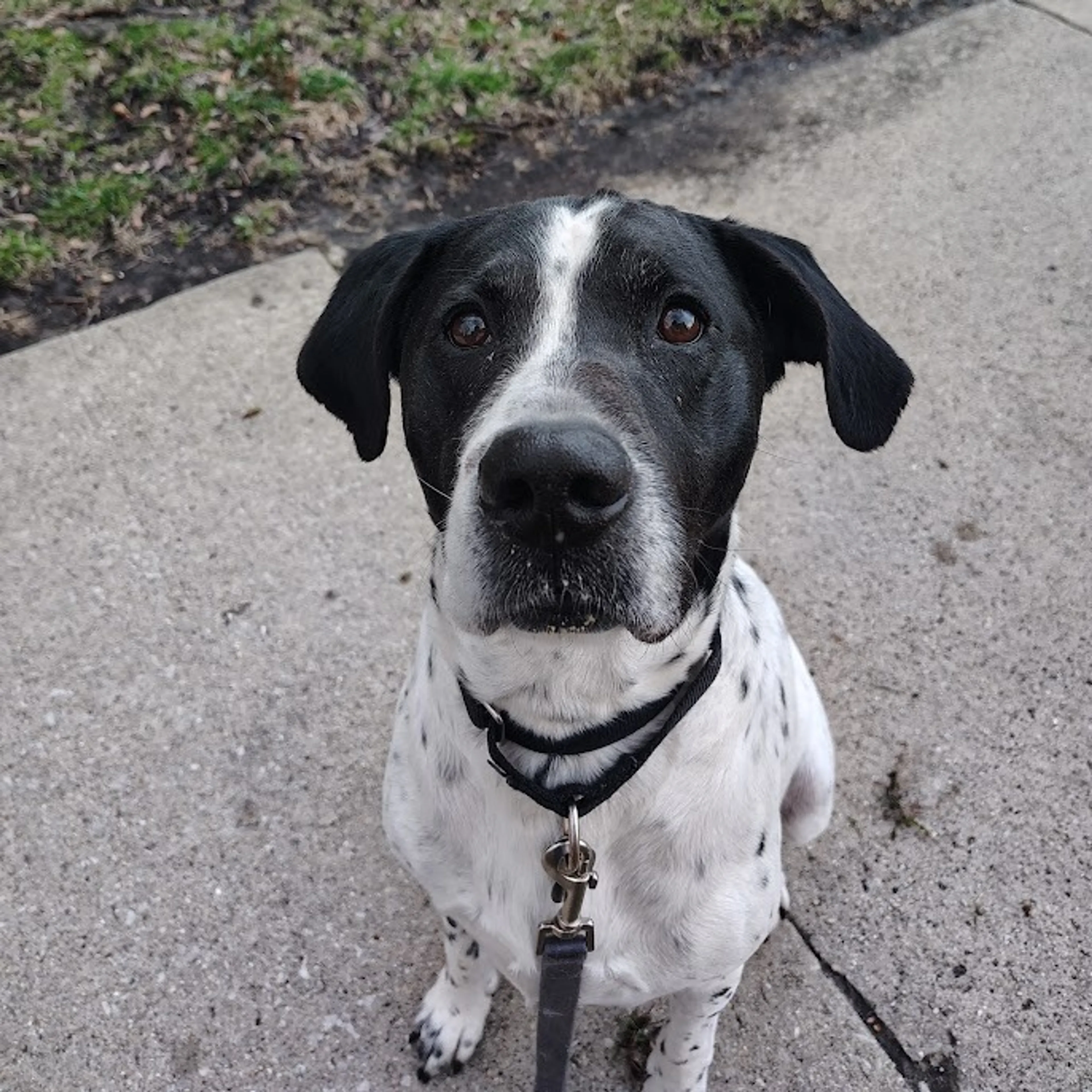 Found pet-9