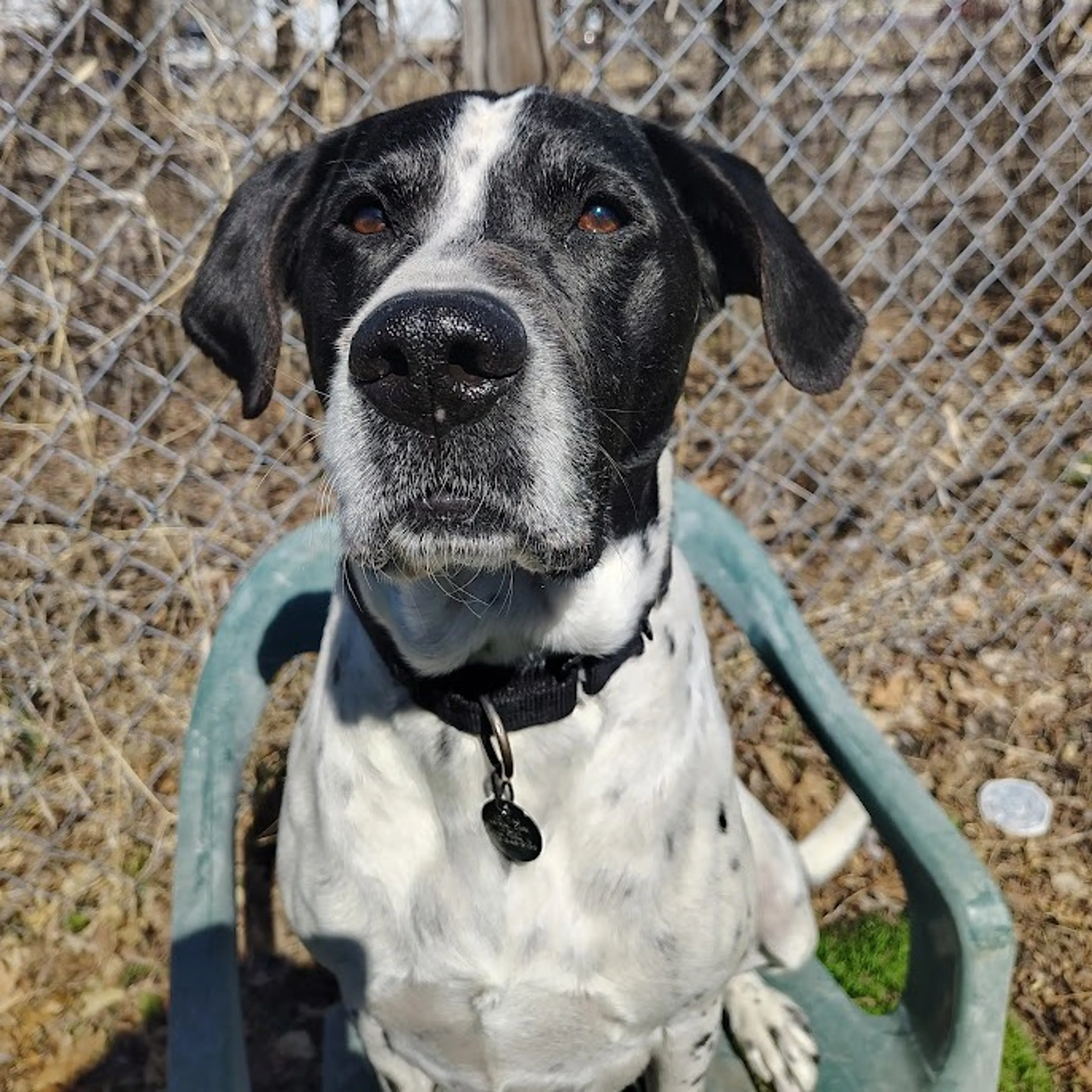 Found pet-6