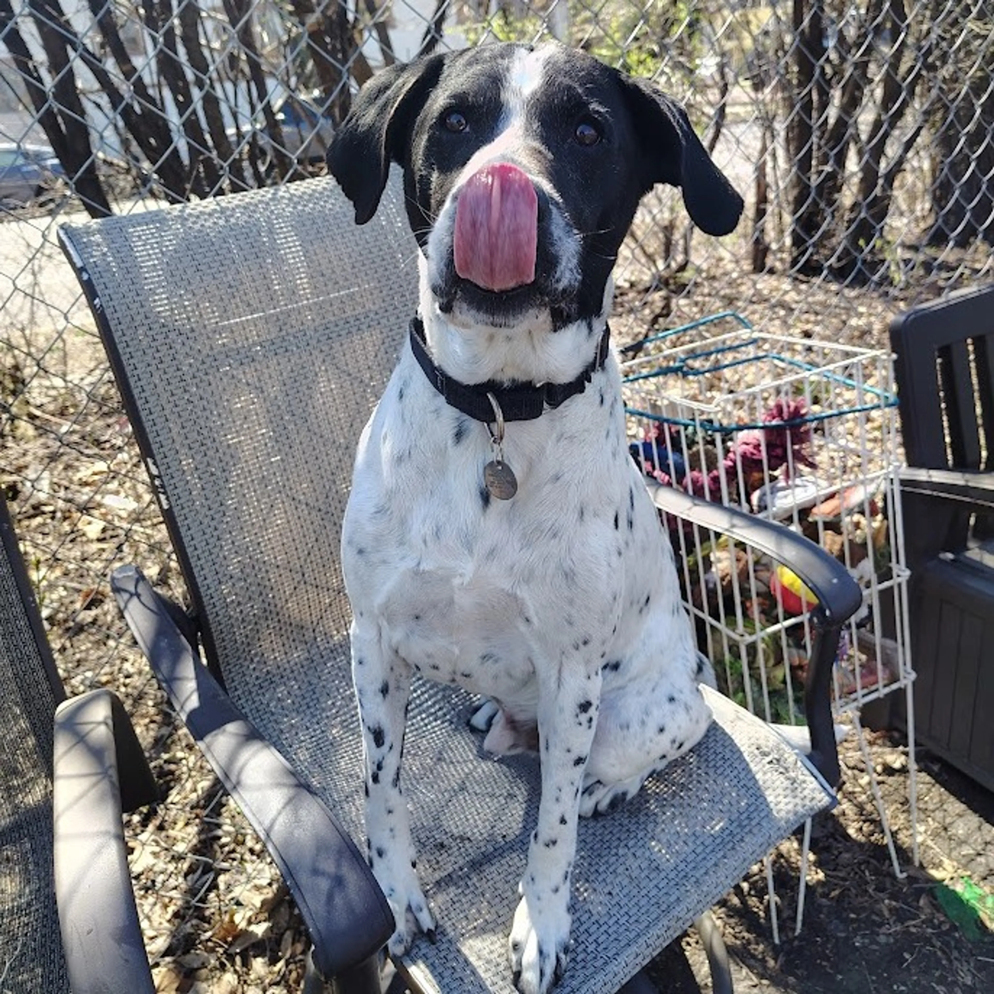 Found pet-7