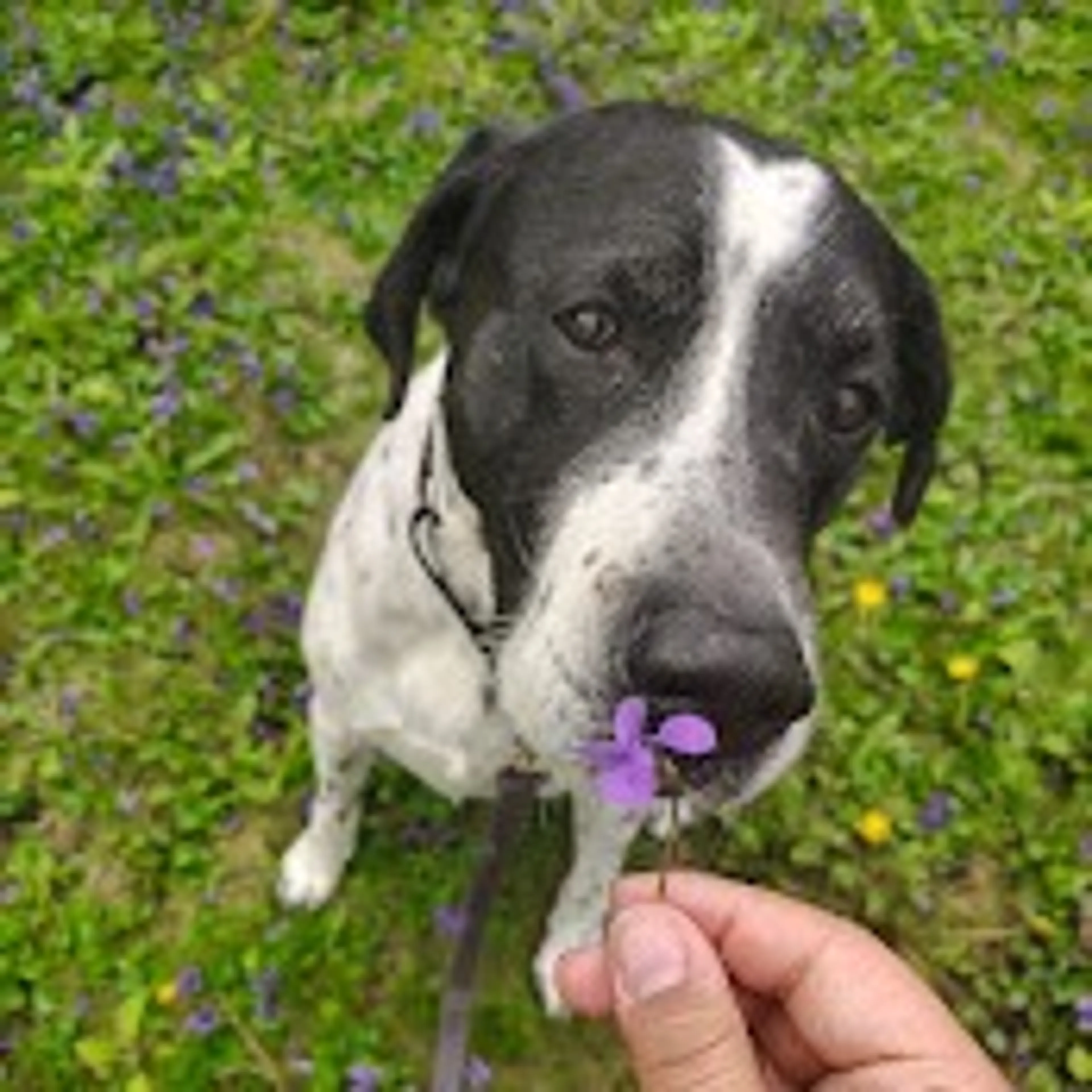 Found pet-10