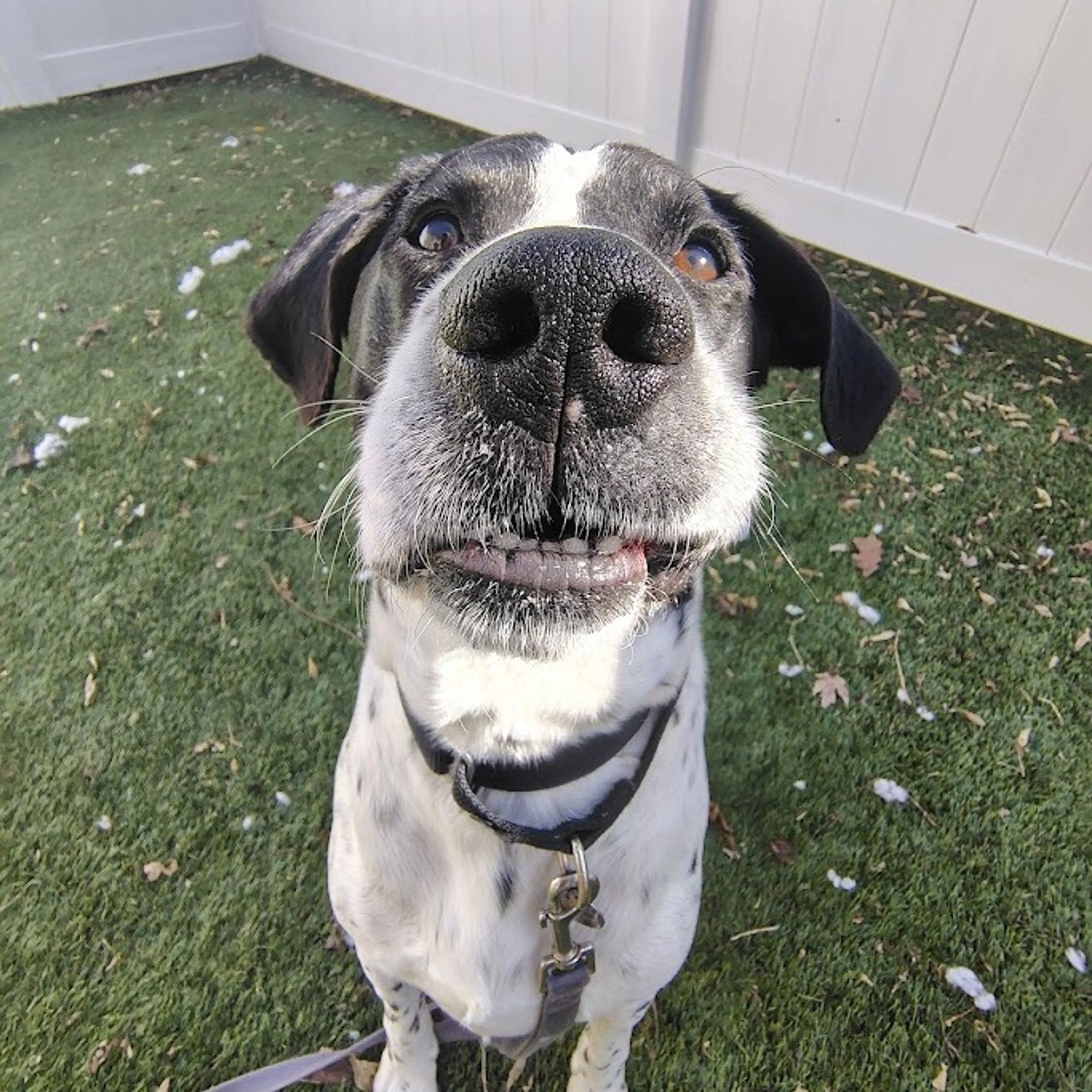 Found pet-4