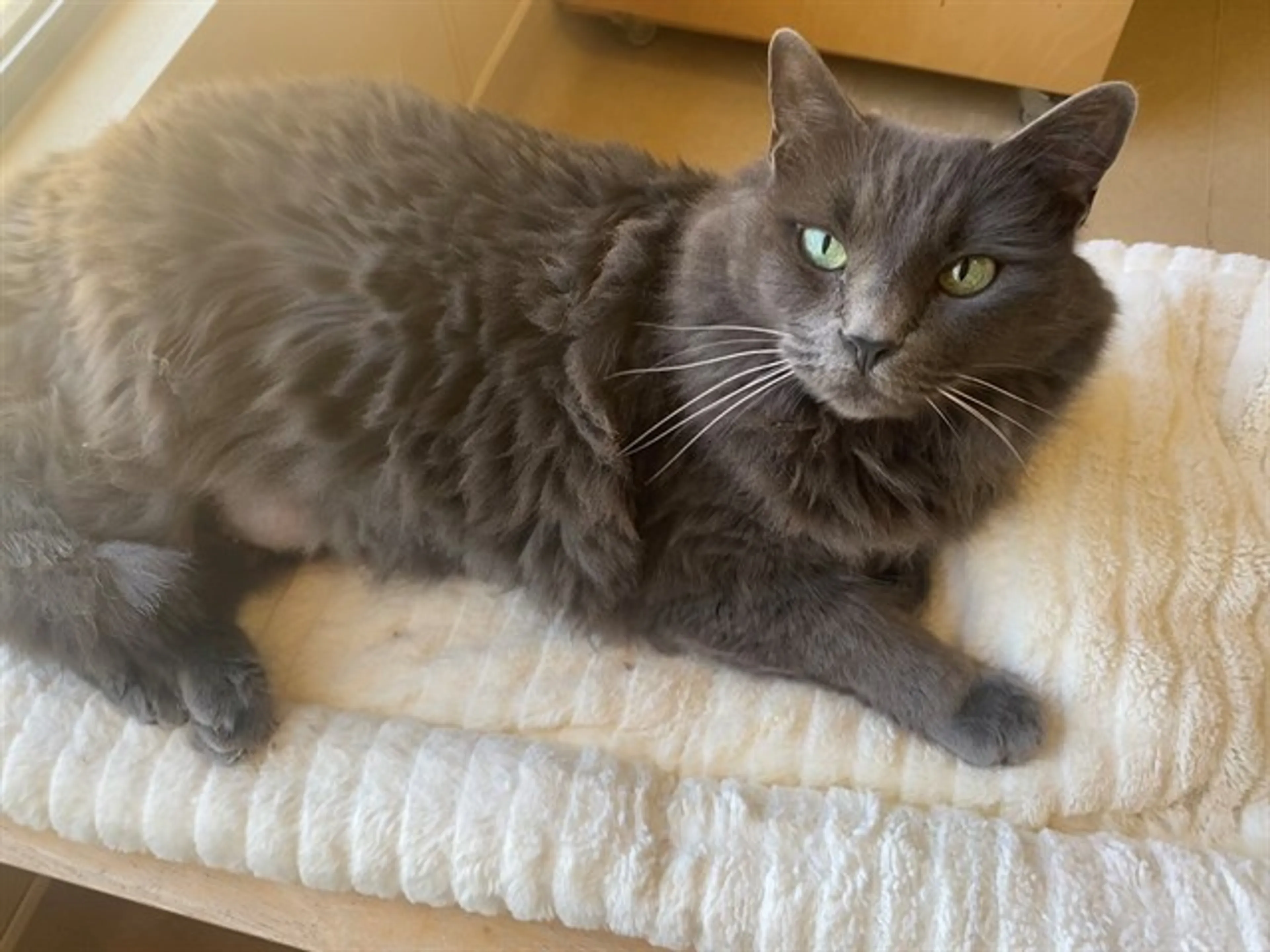 Found pet