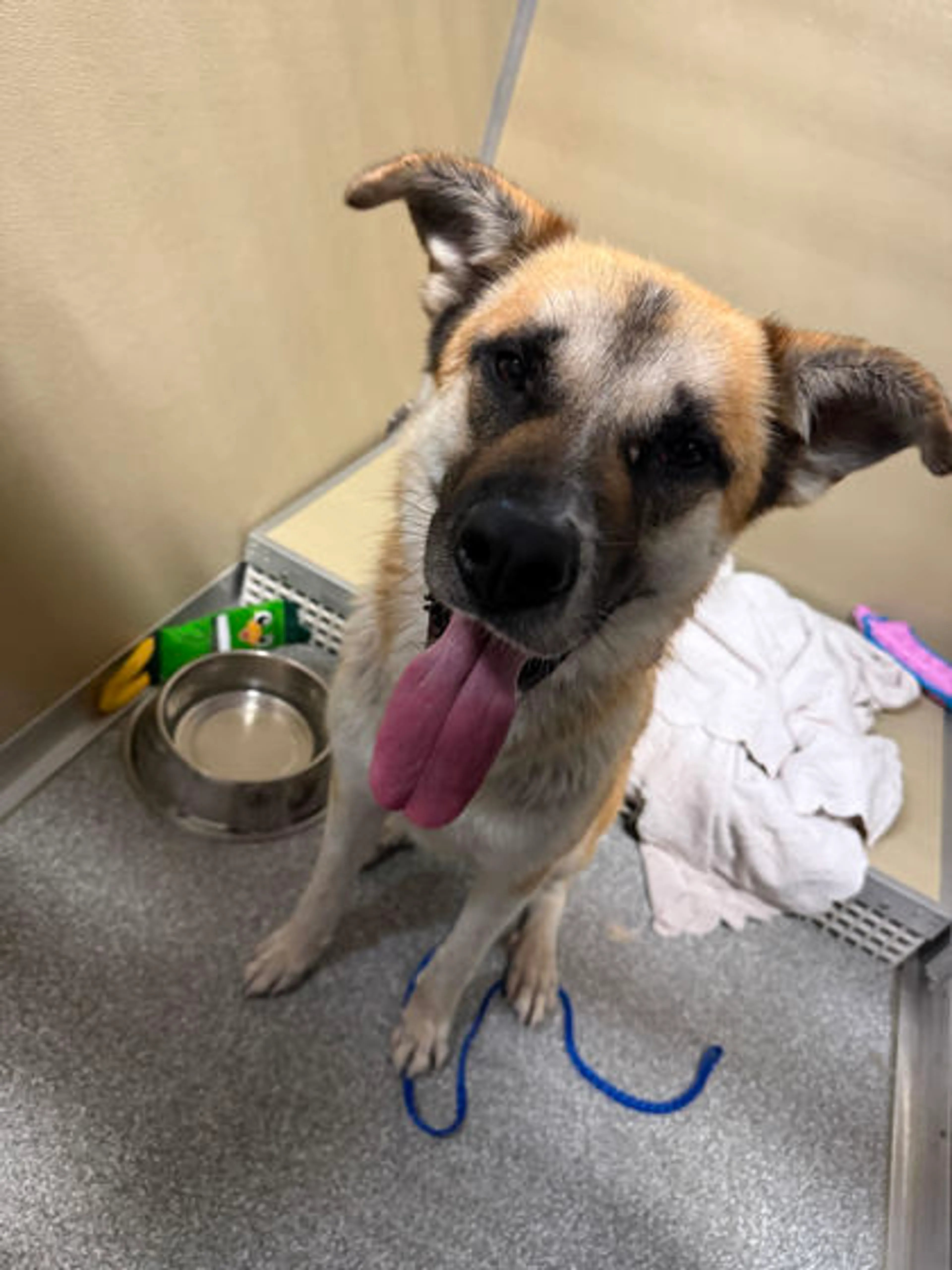 Found pet