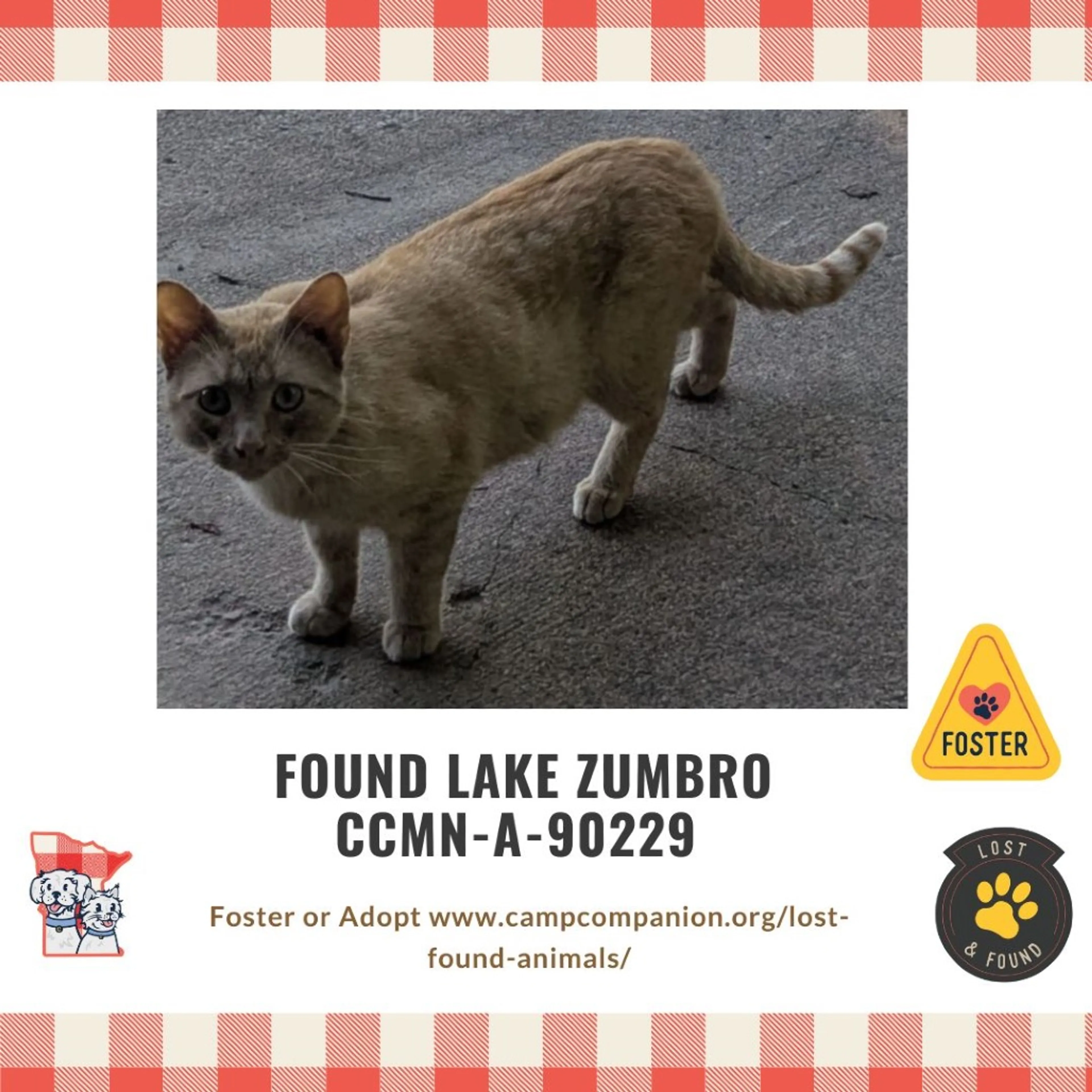 Found pet