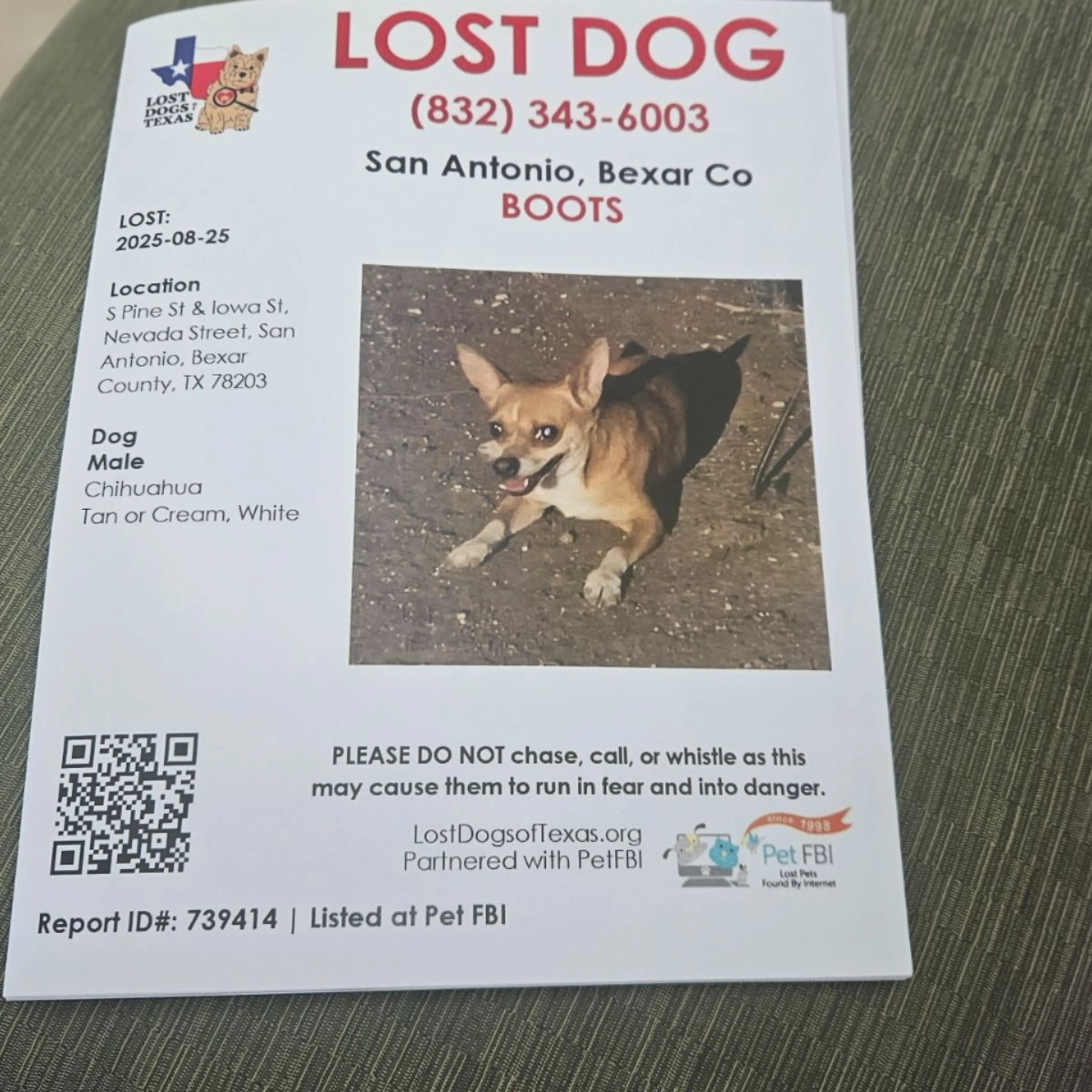 Lost pet-0