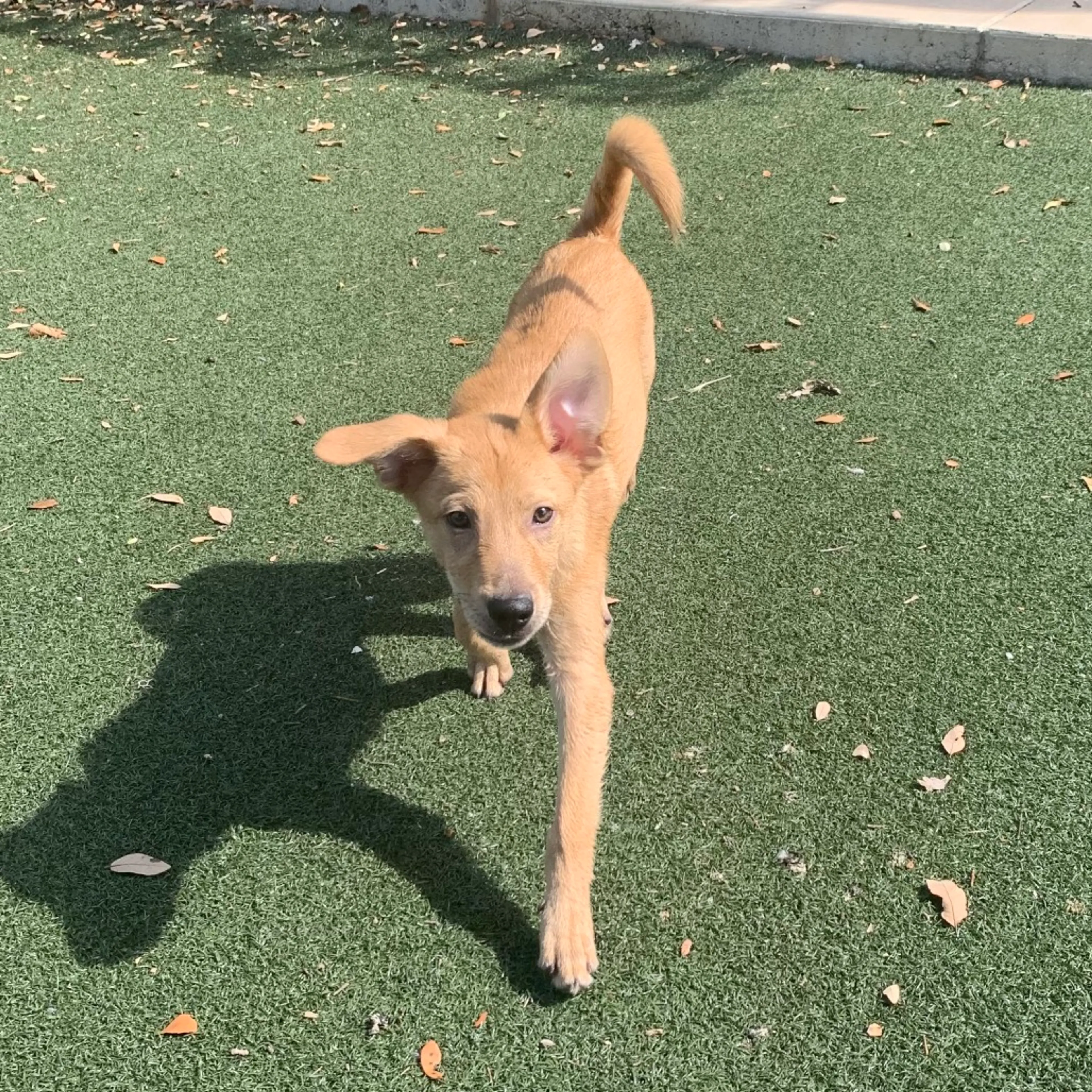 Found pet-2