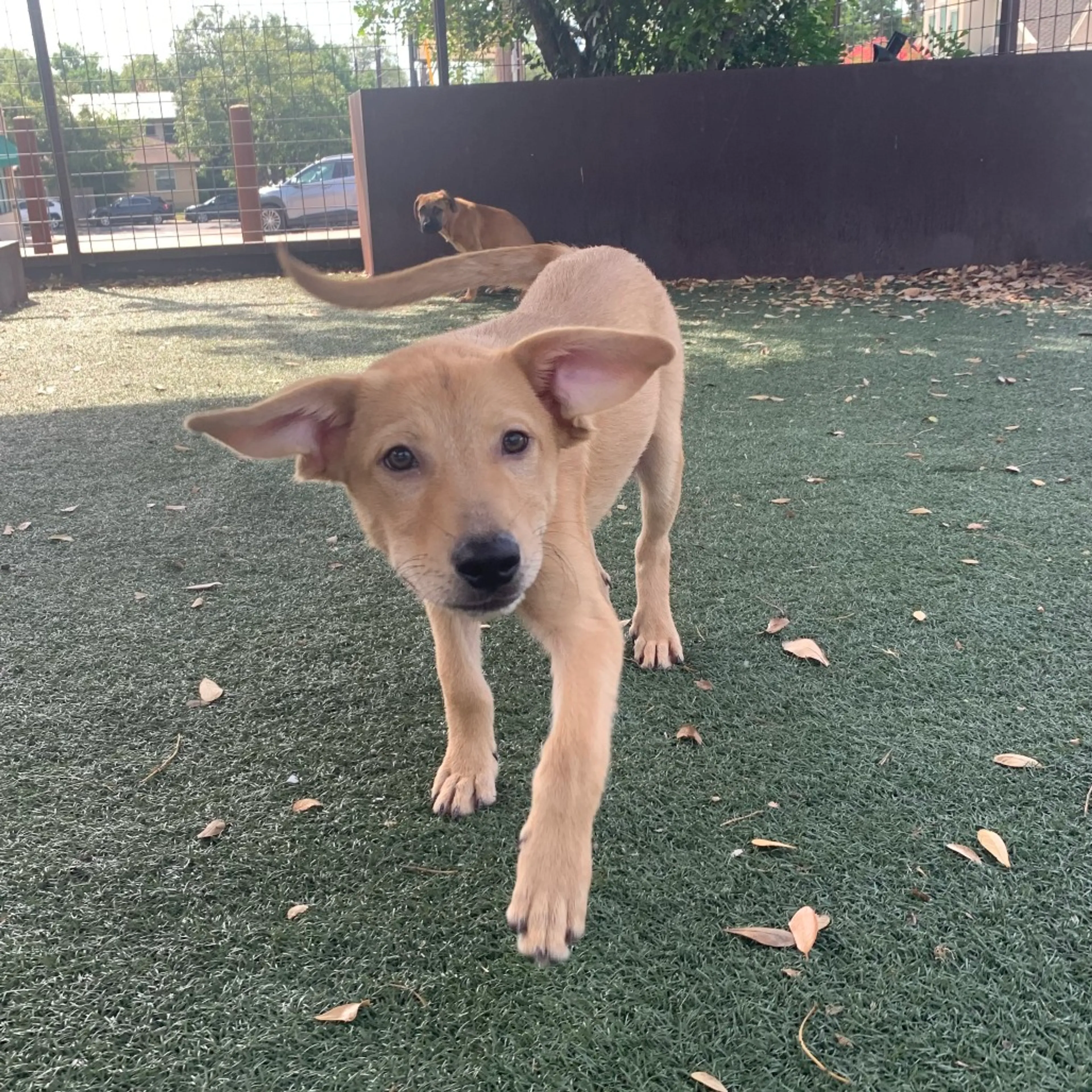 Found pet-4