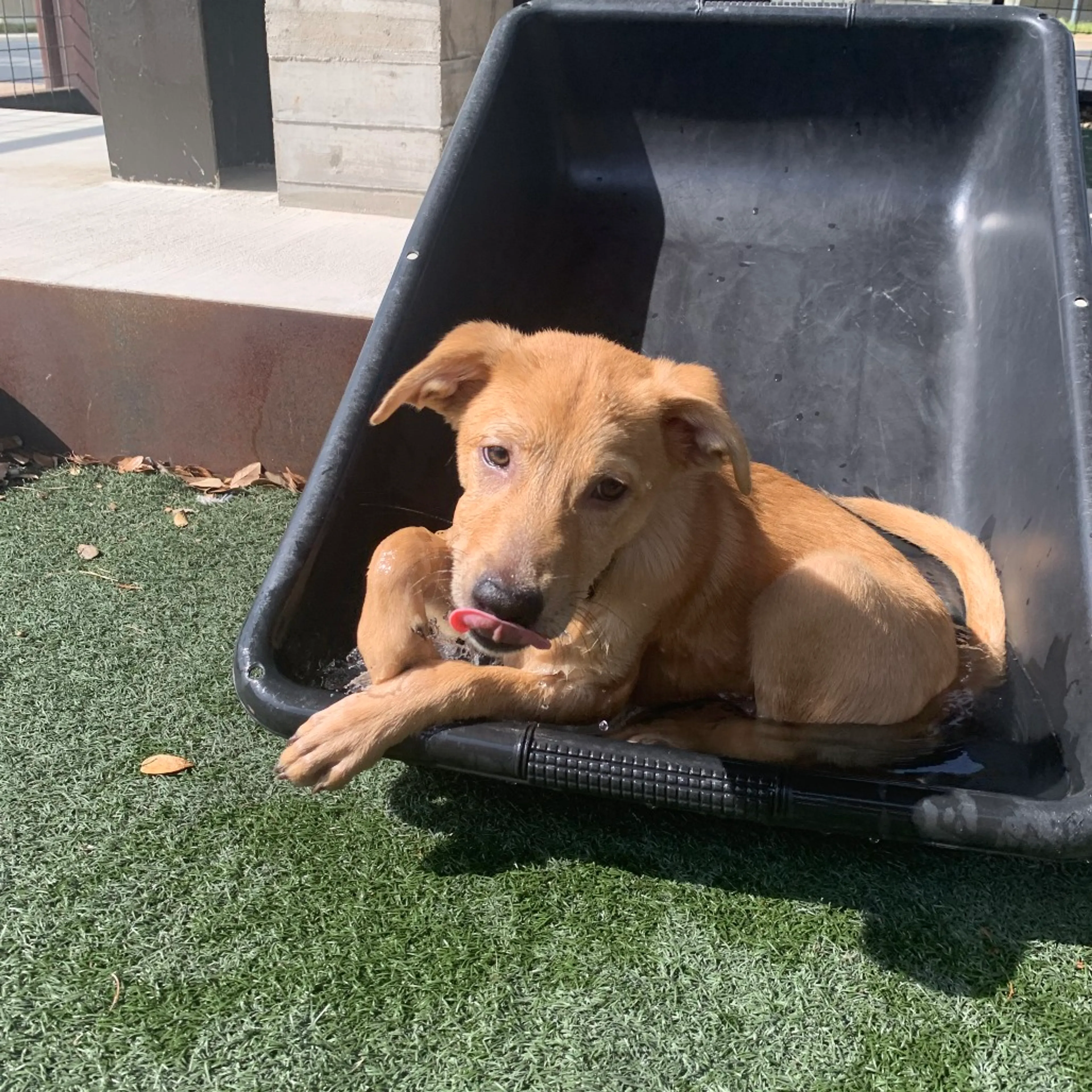Found pet-3