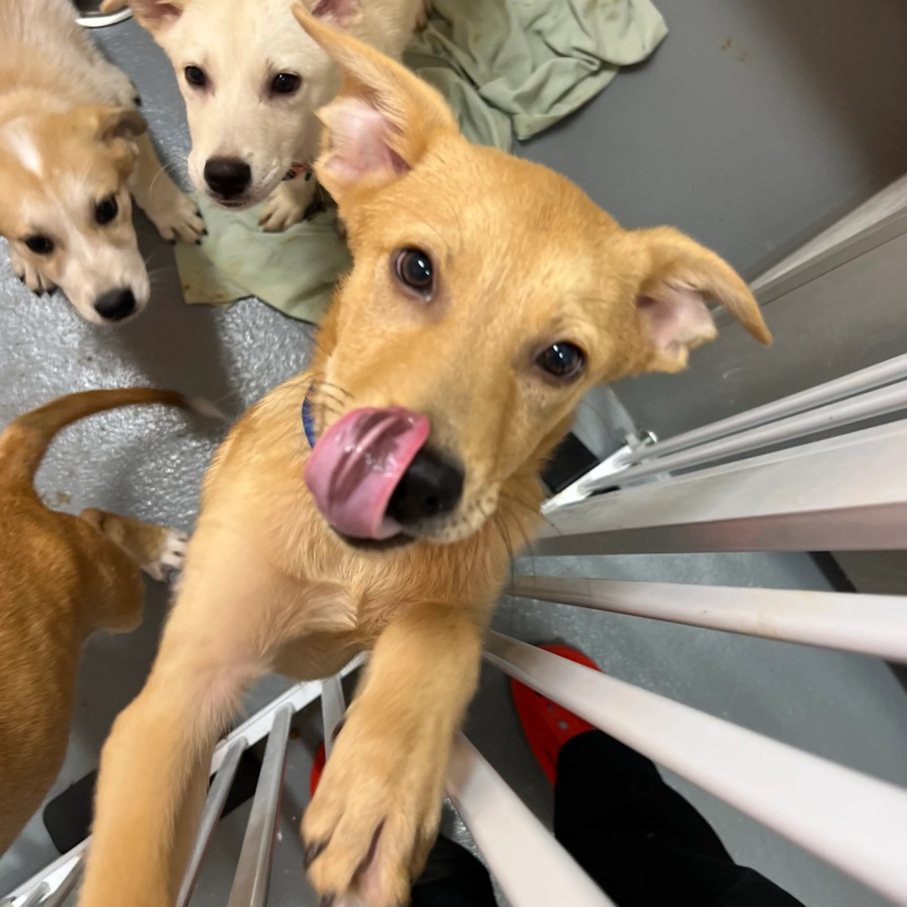 Found pet-1