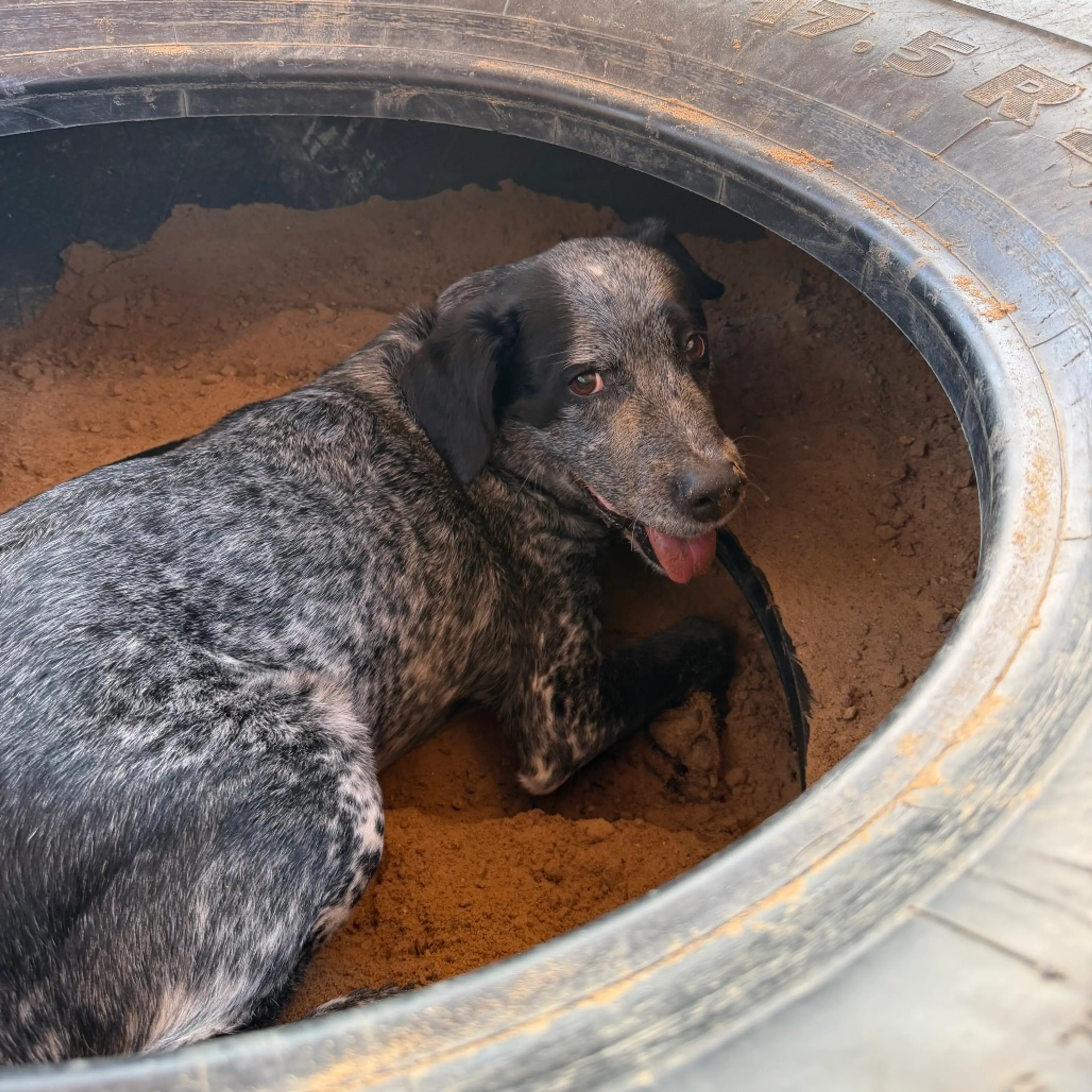 Found pet-22