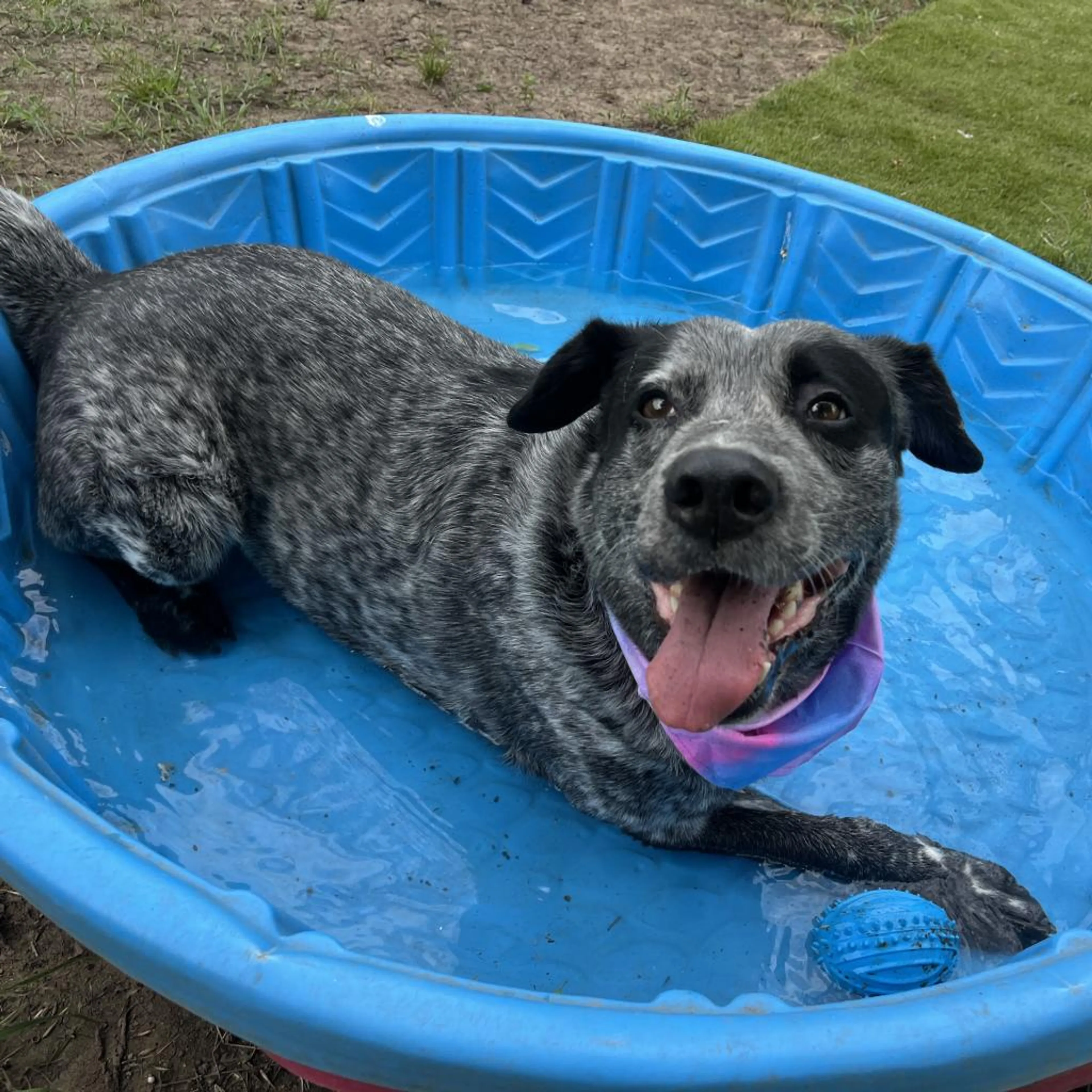 Found pet-3
