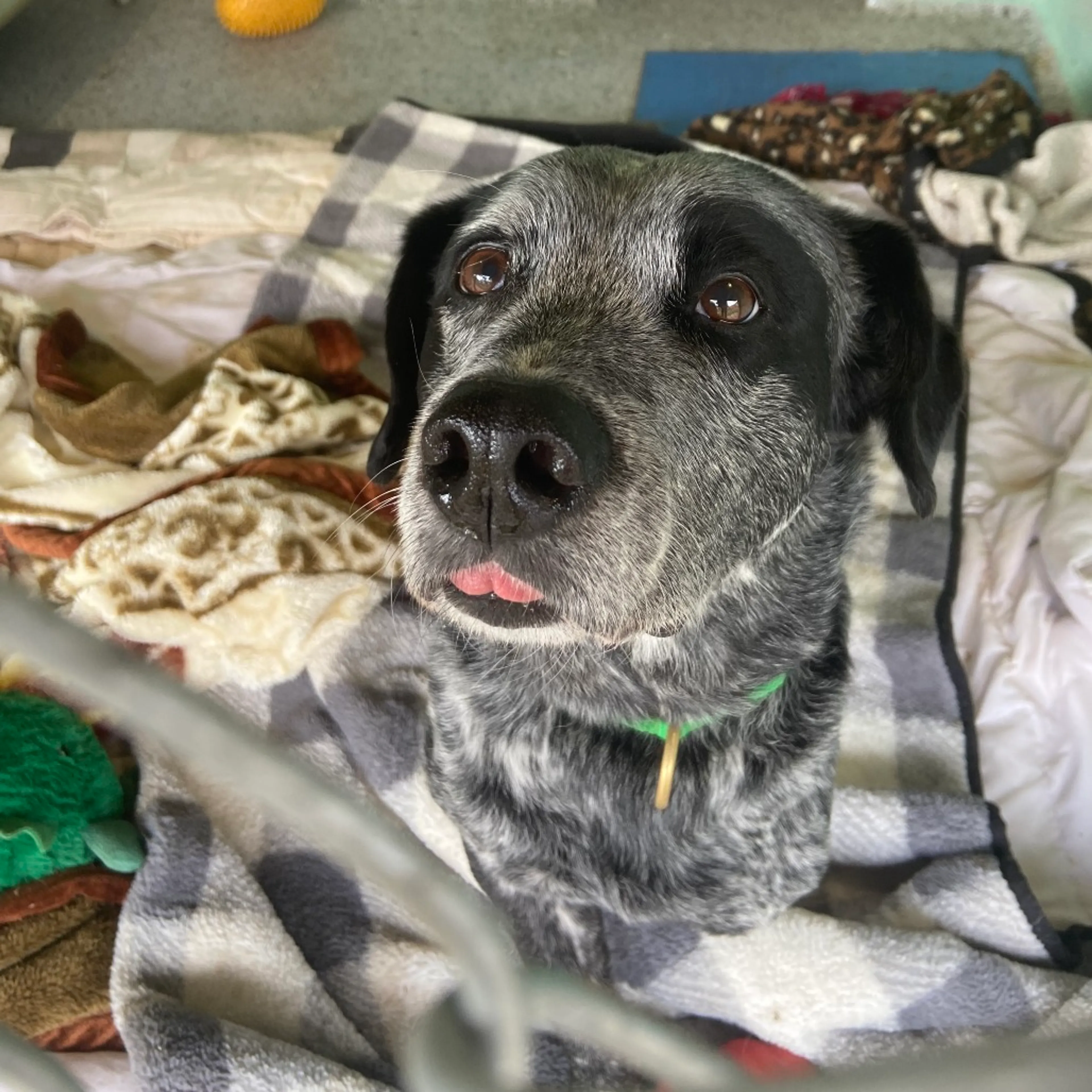 Found pet-23