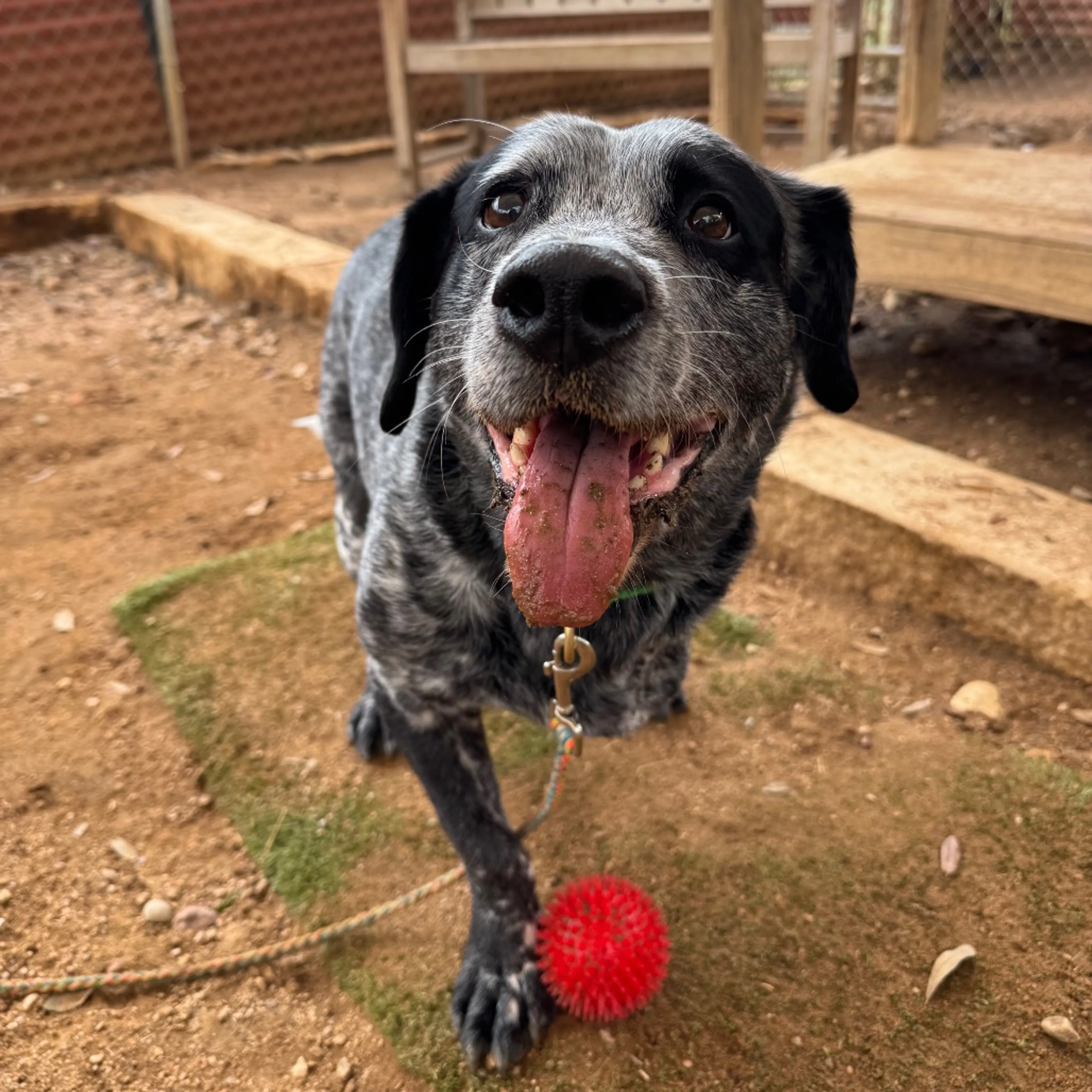 Found pet-24
