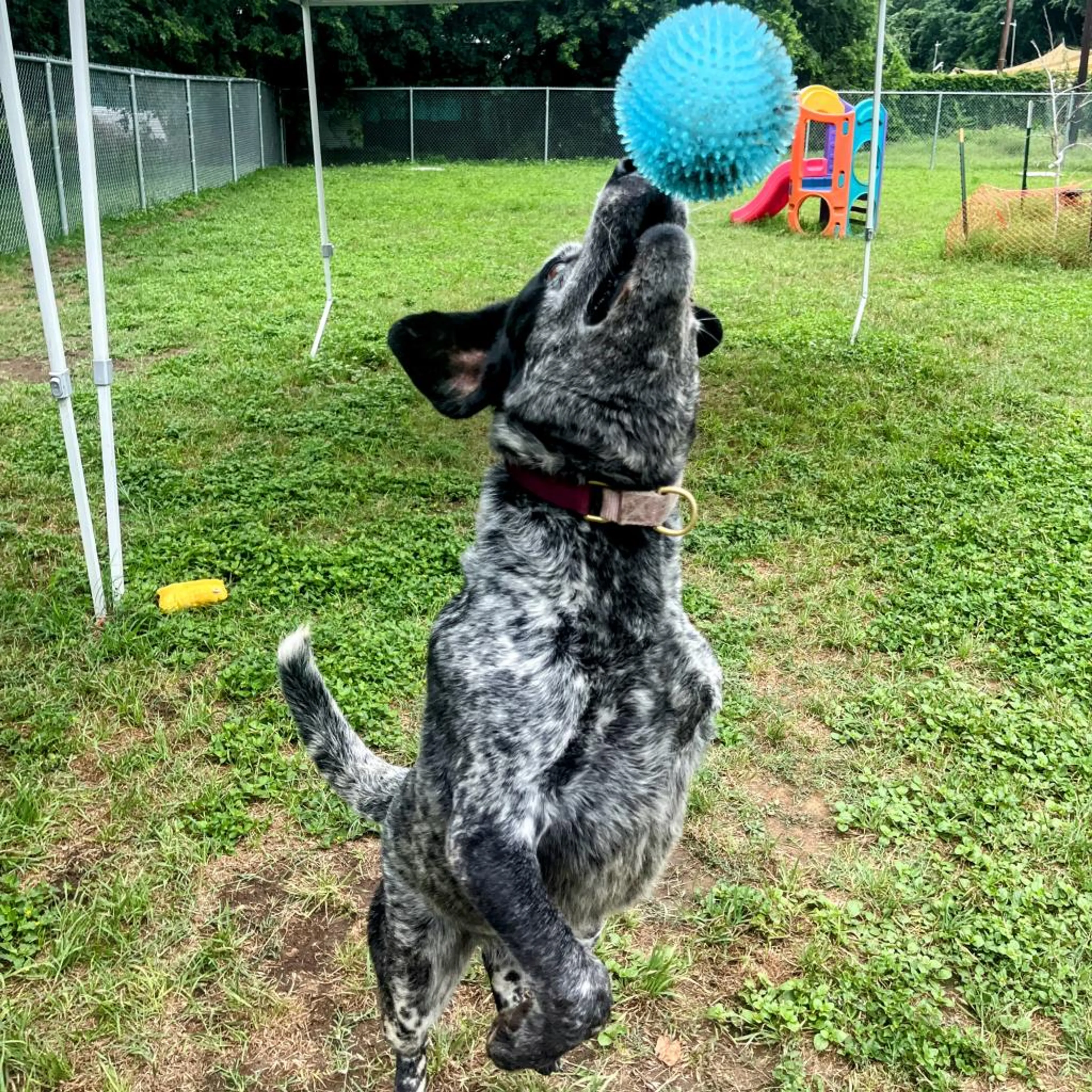Found pet-2
