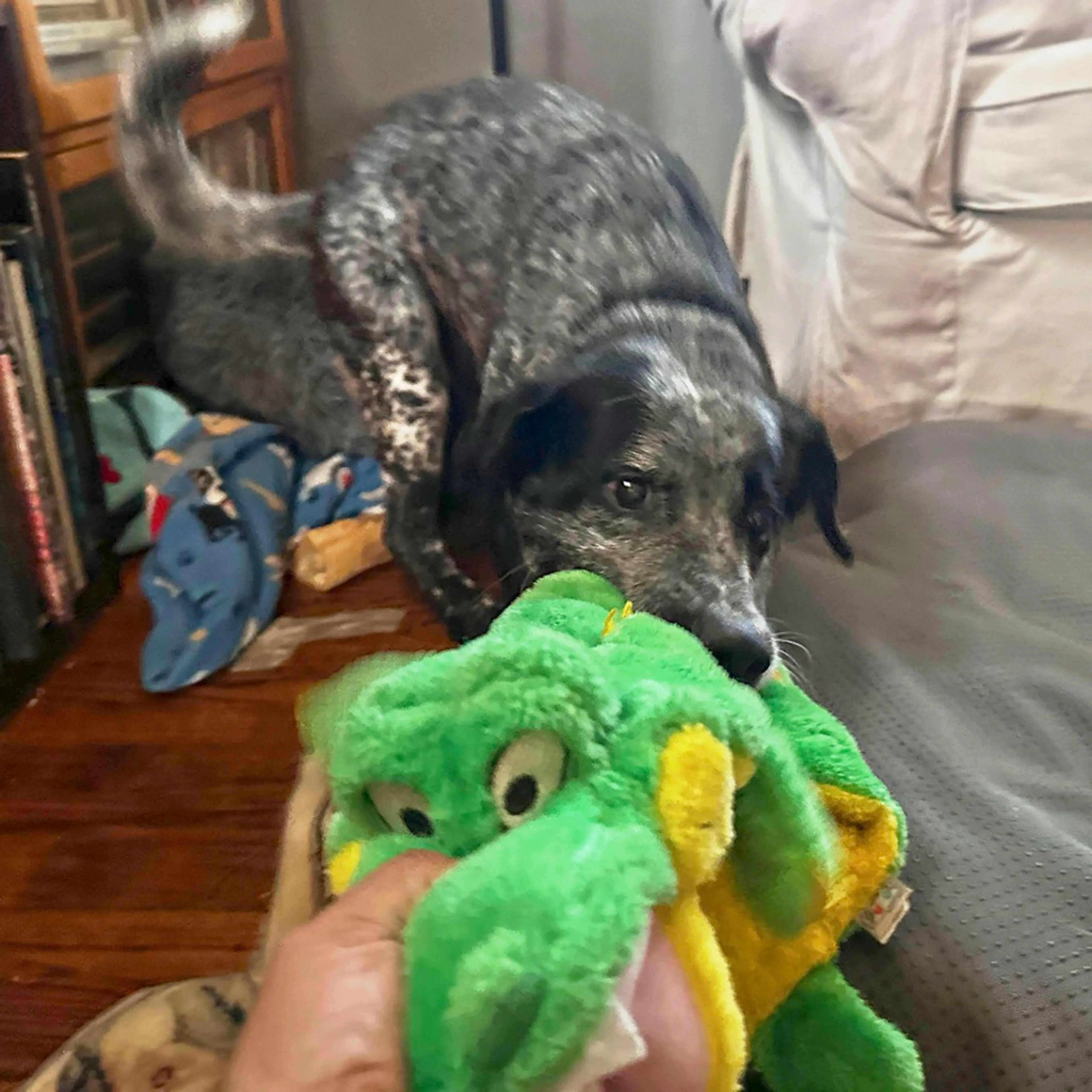 Found pet-16