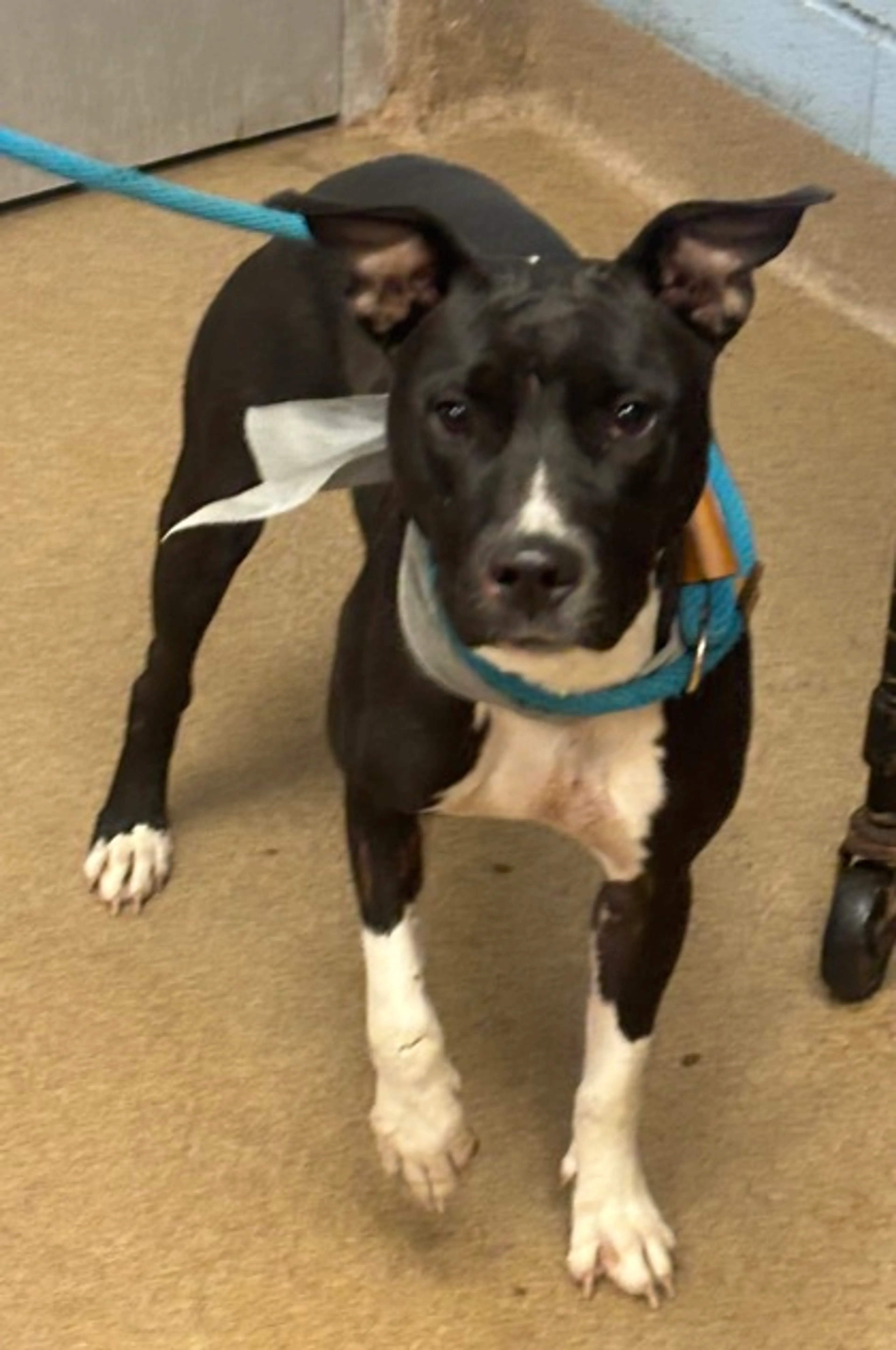 Found pet