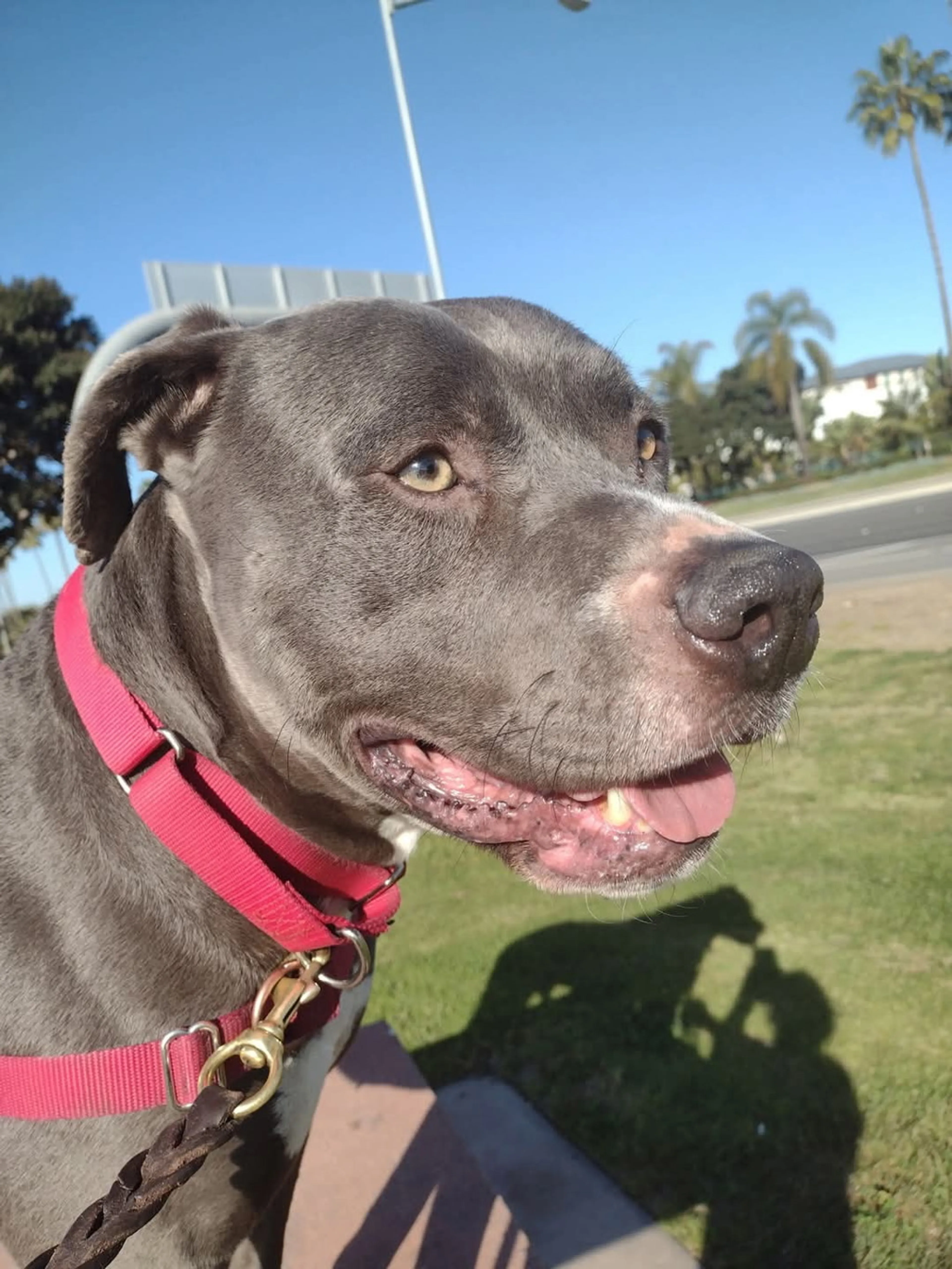 Found pet