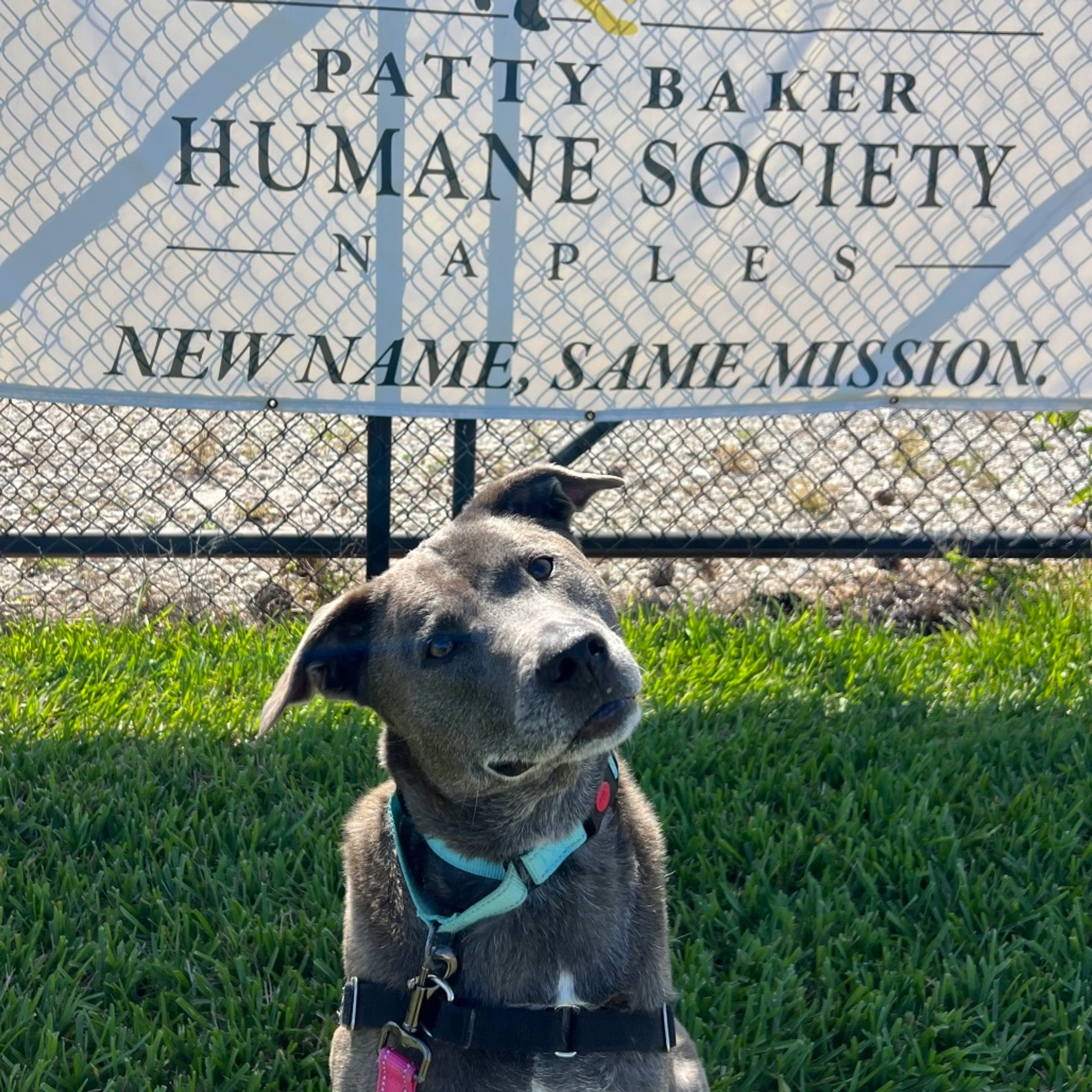 Found pet-10