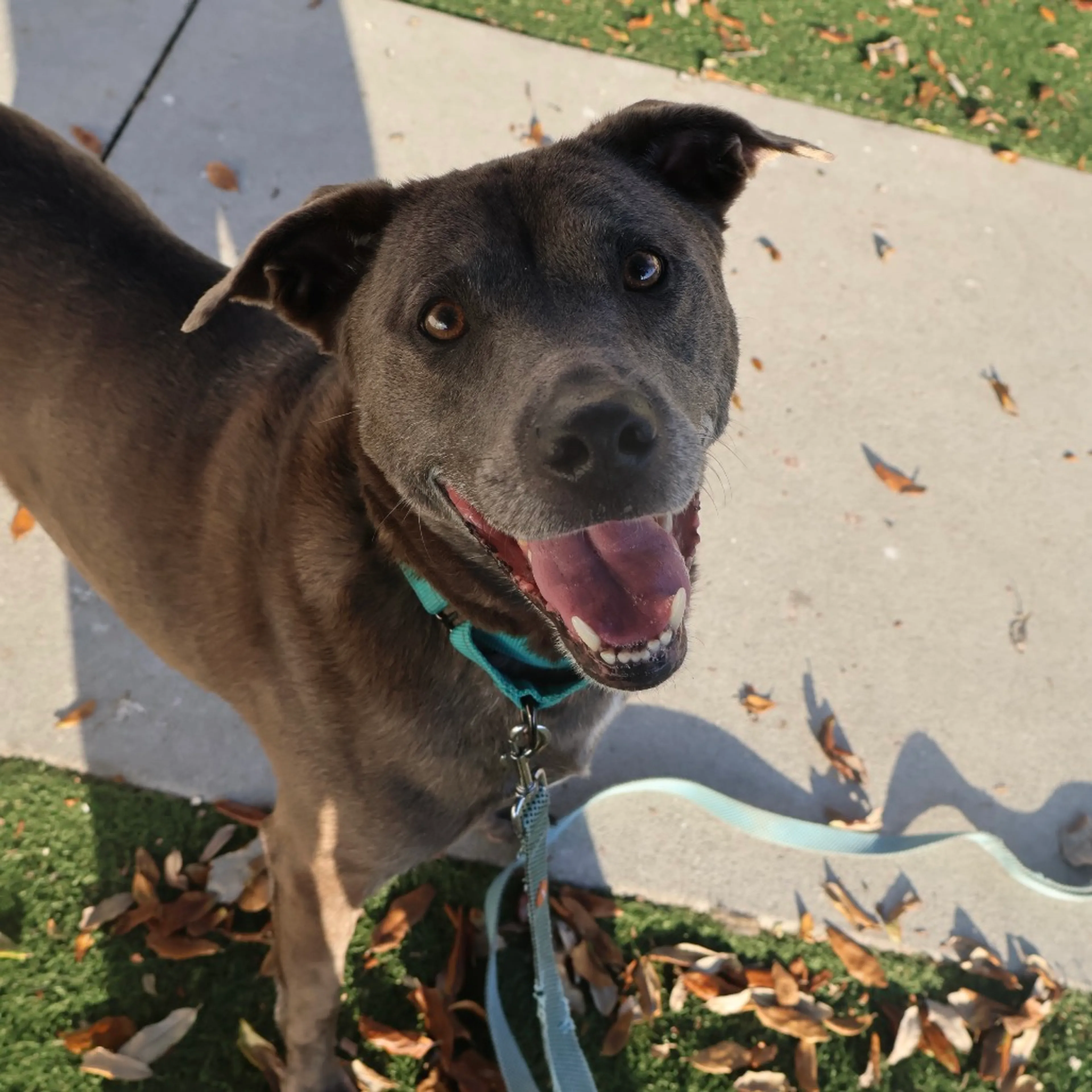 Found pet-2