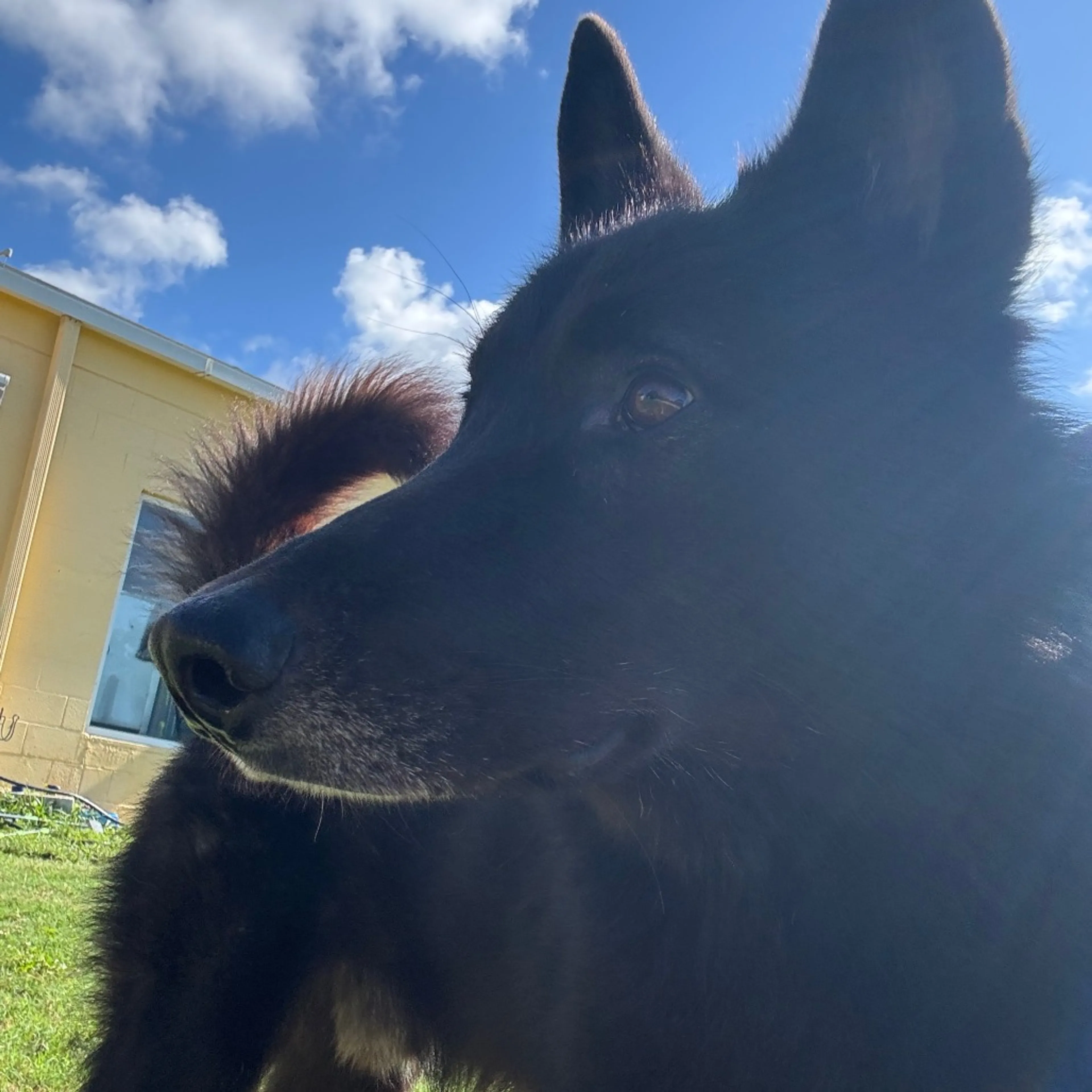Found pet