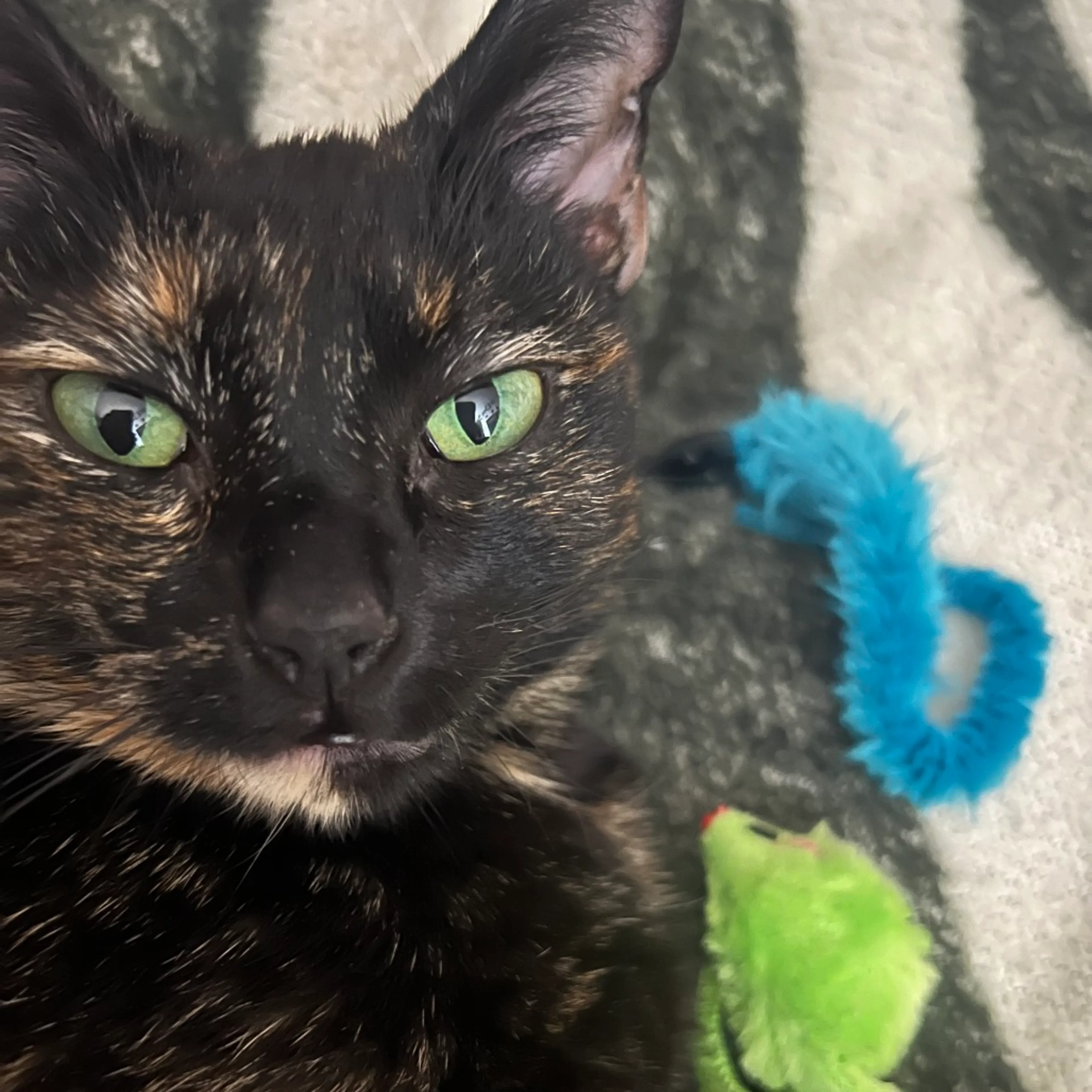 Found pet-4