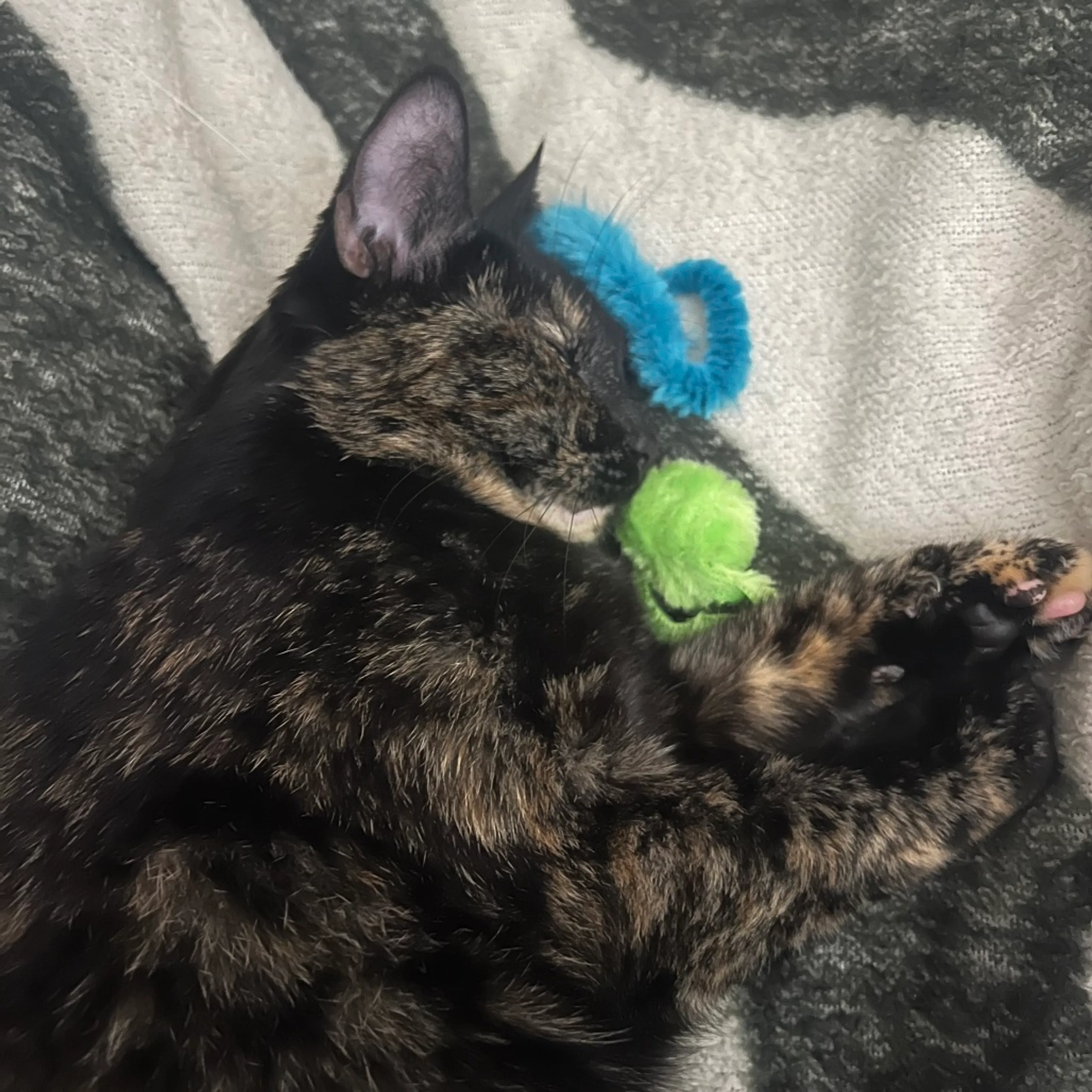 Found pet-5