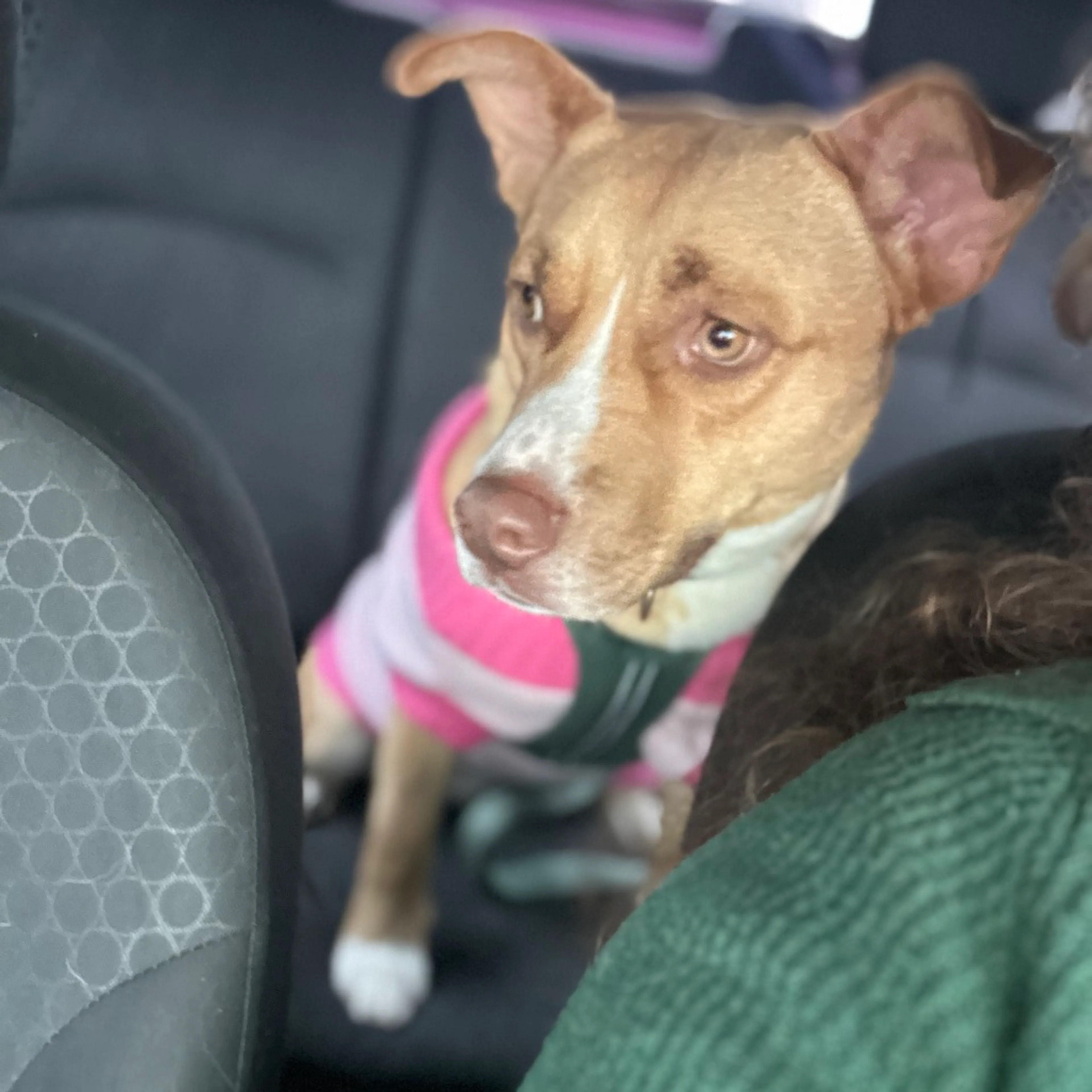 Found pet-13