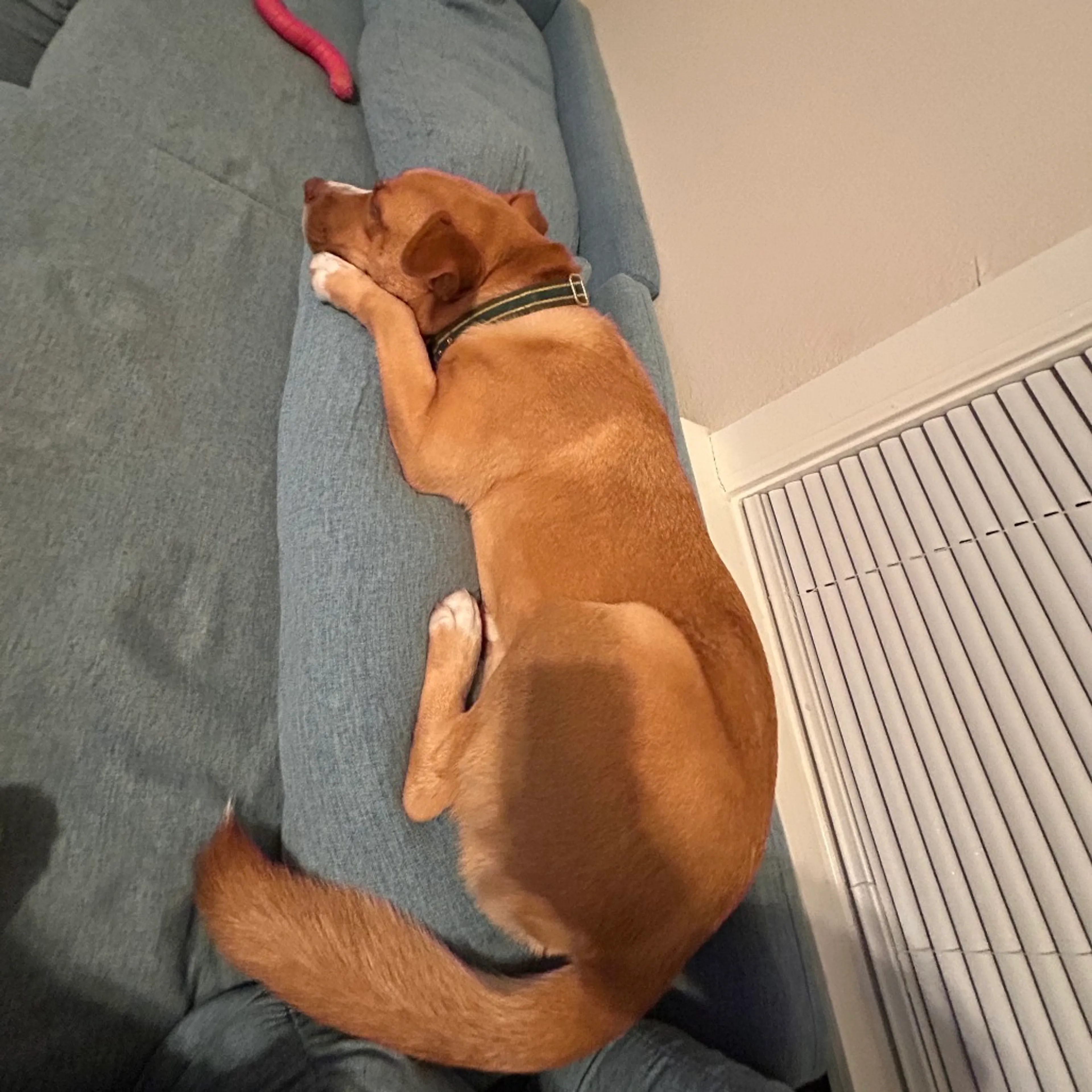 Found pet-11