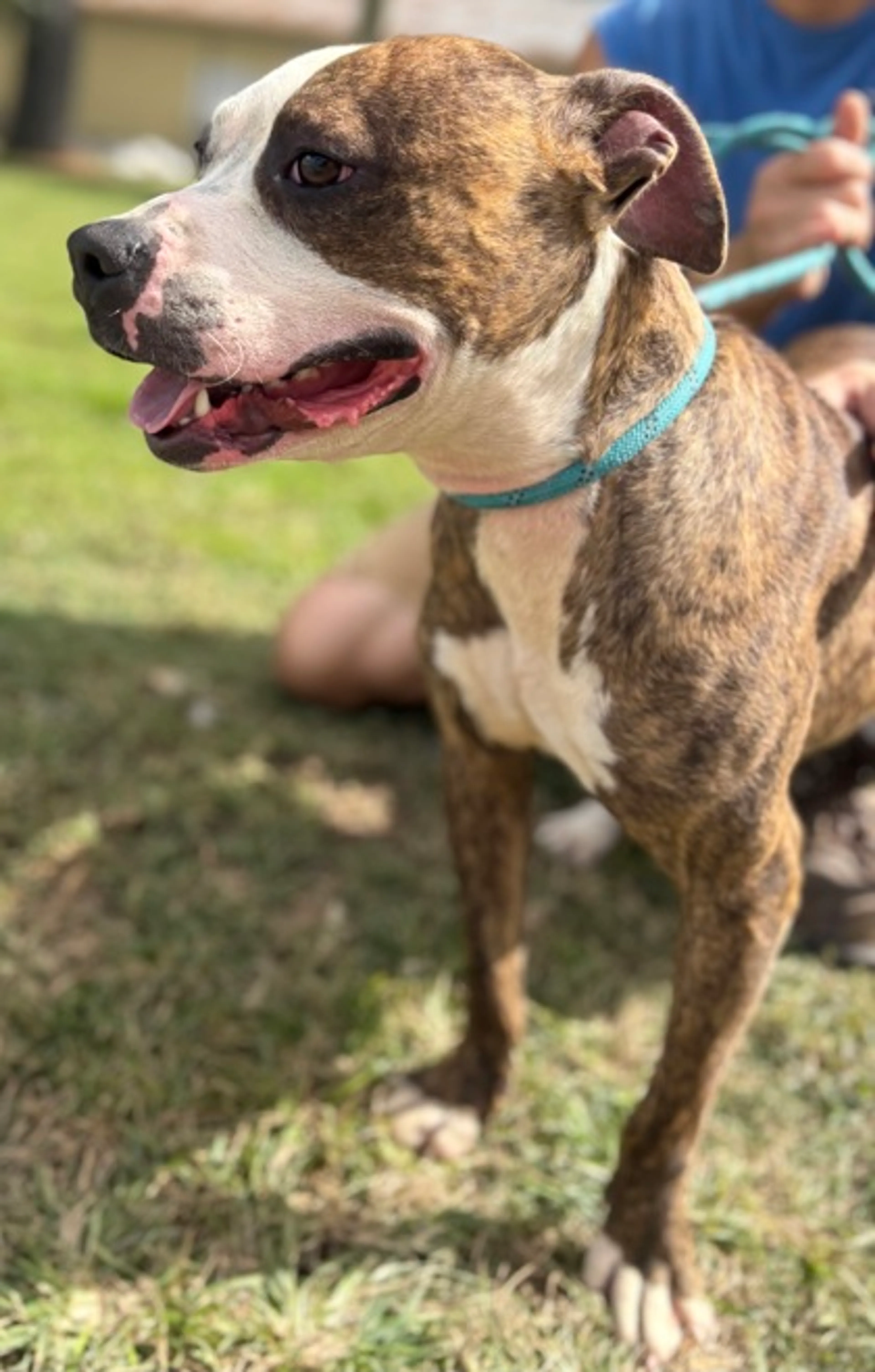 Found pet-1