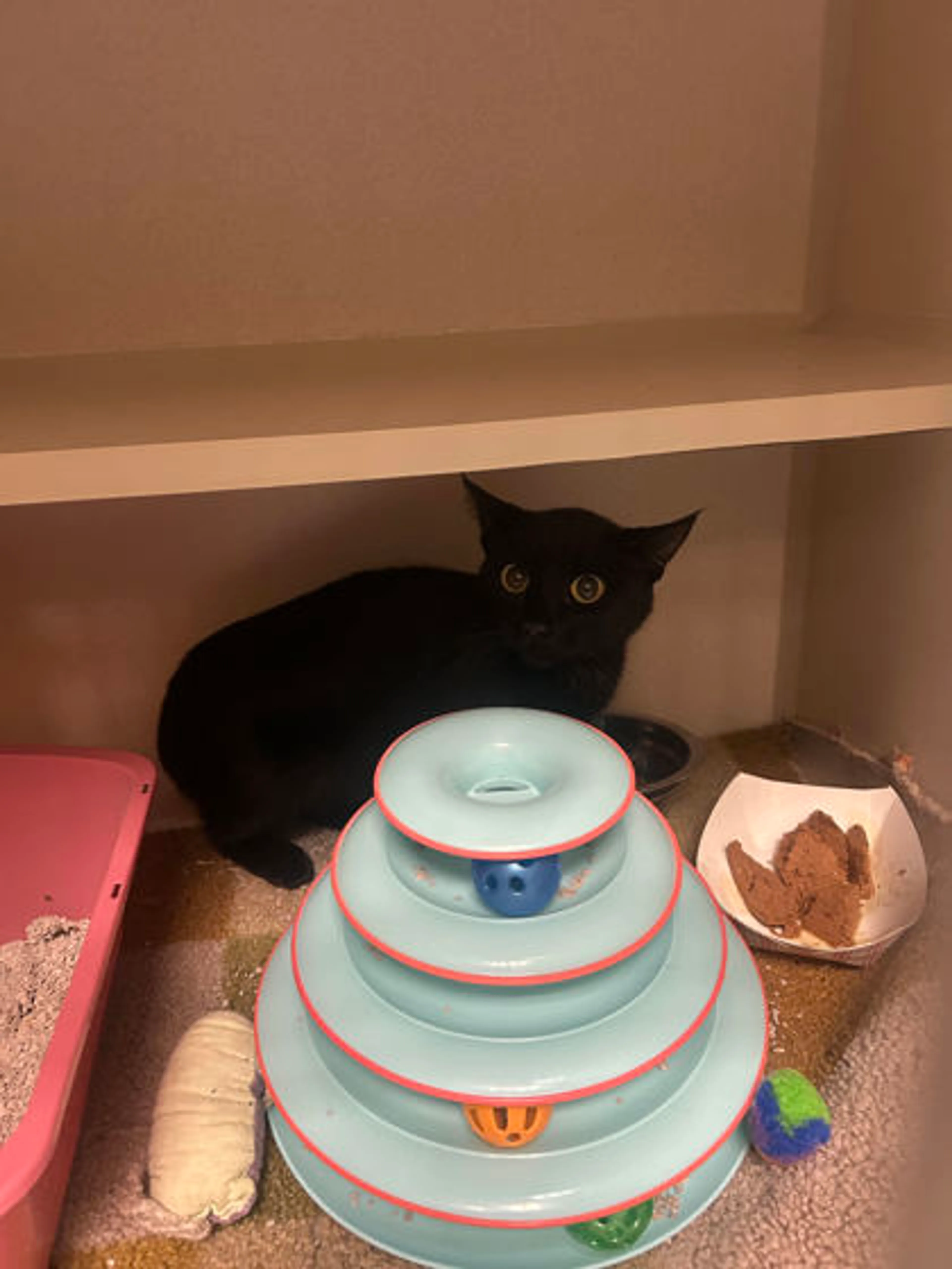 Found pet
