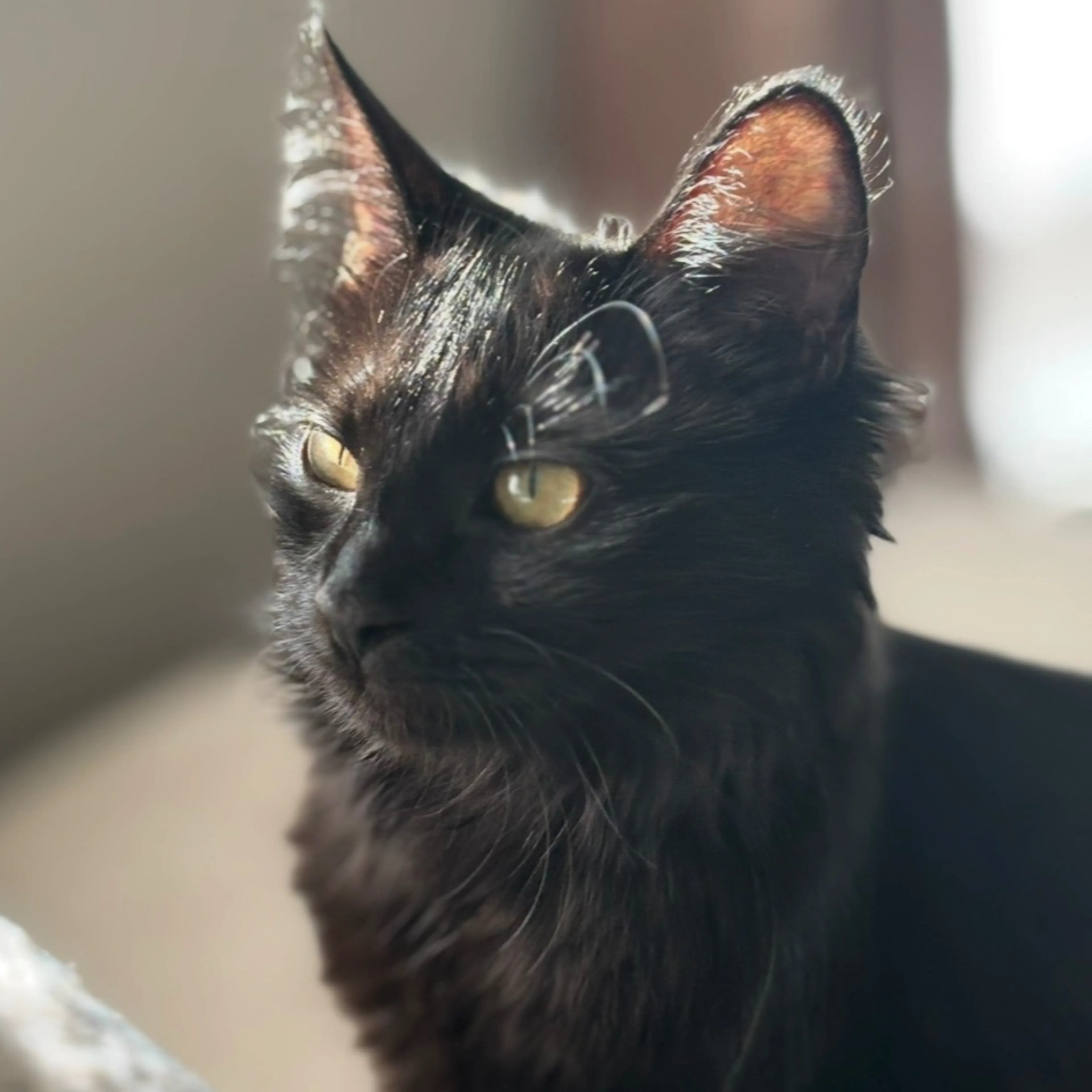 Lost pet-2