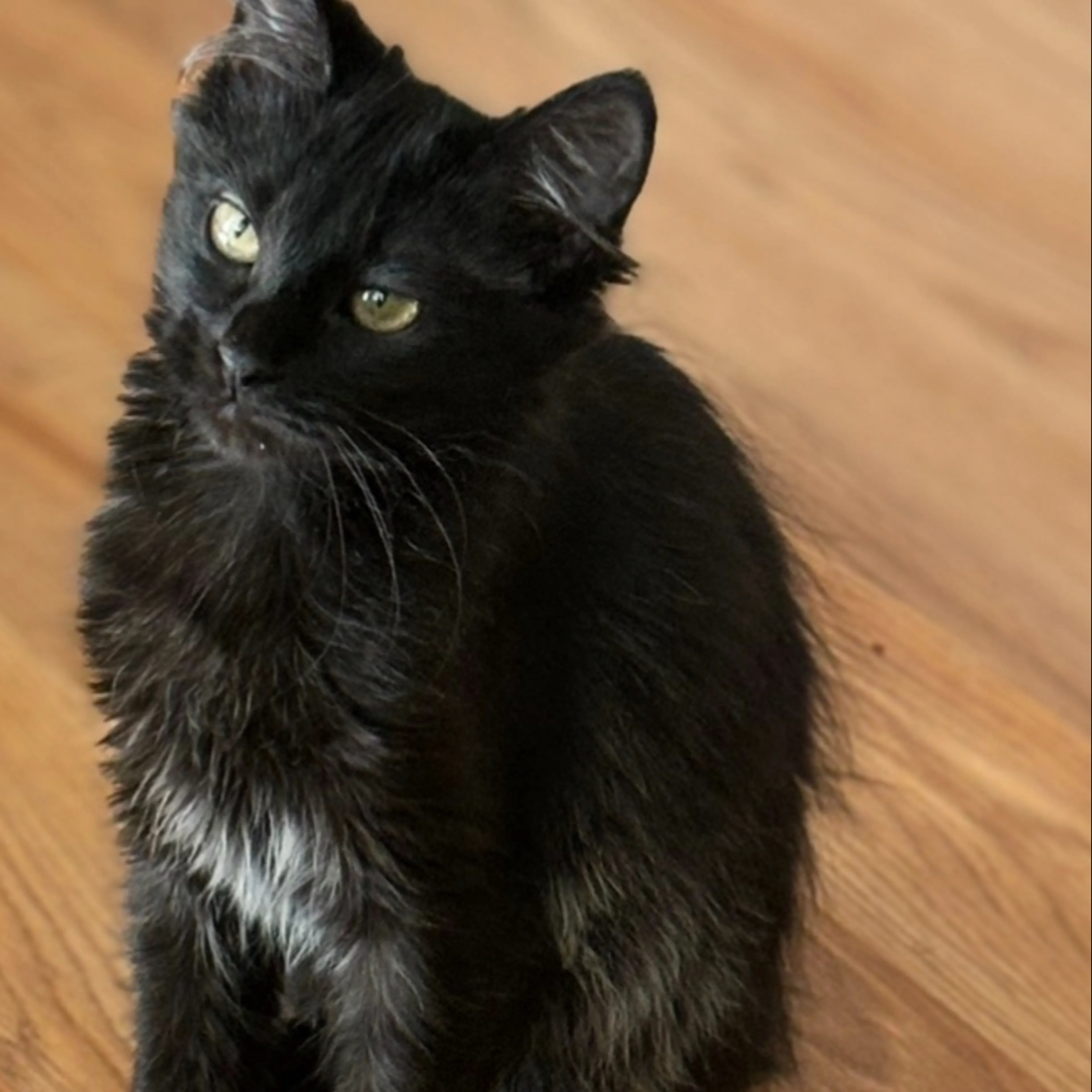Lost pet-1