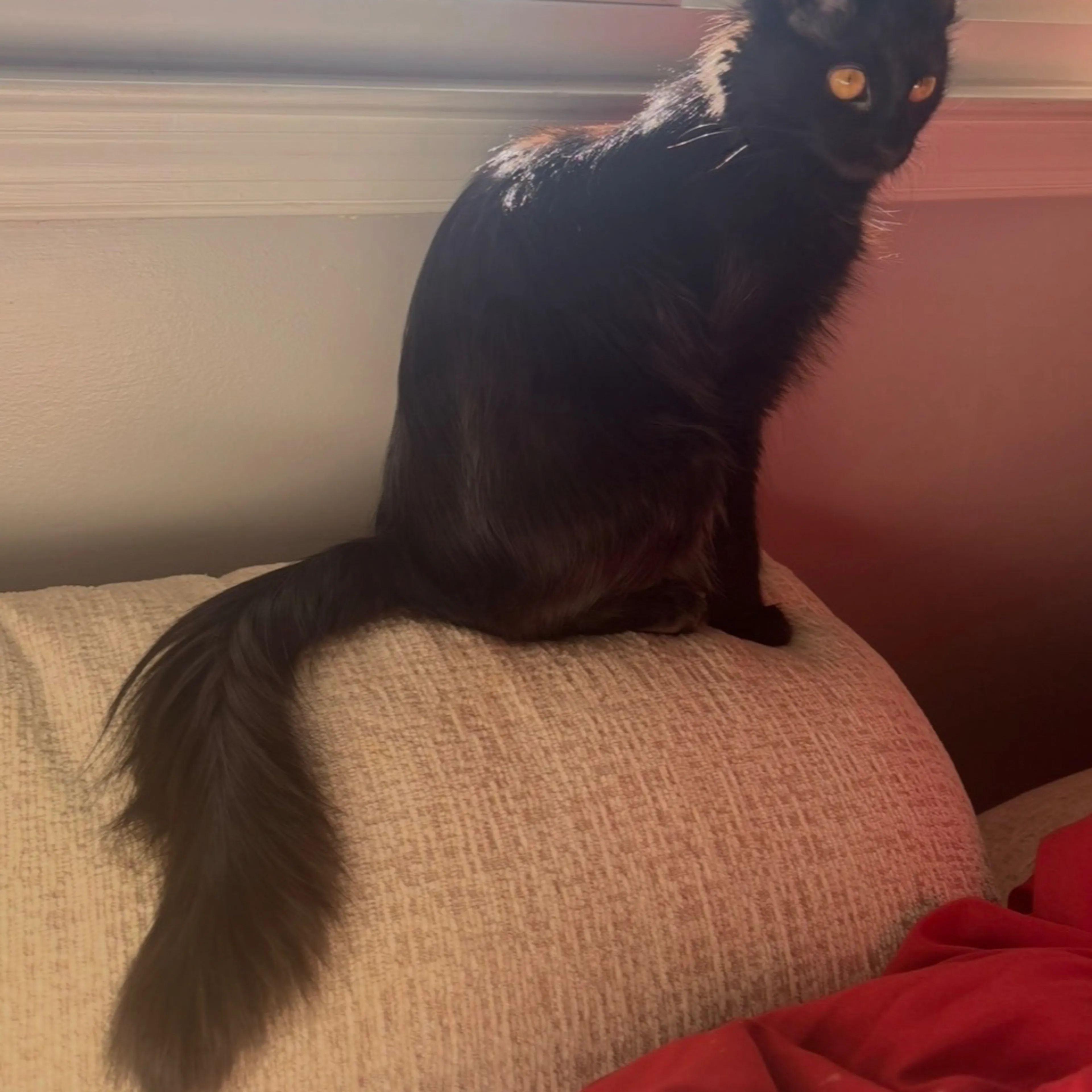 Lost pet-3