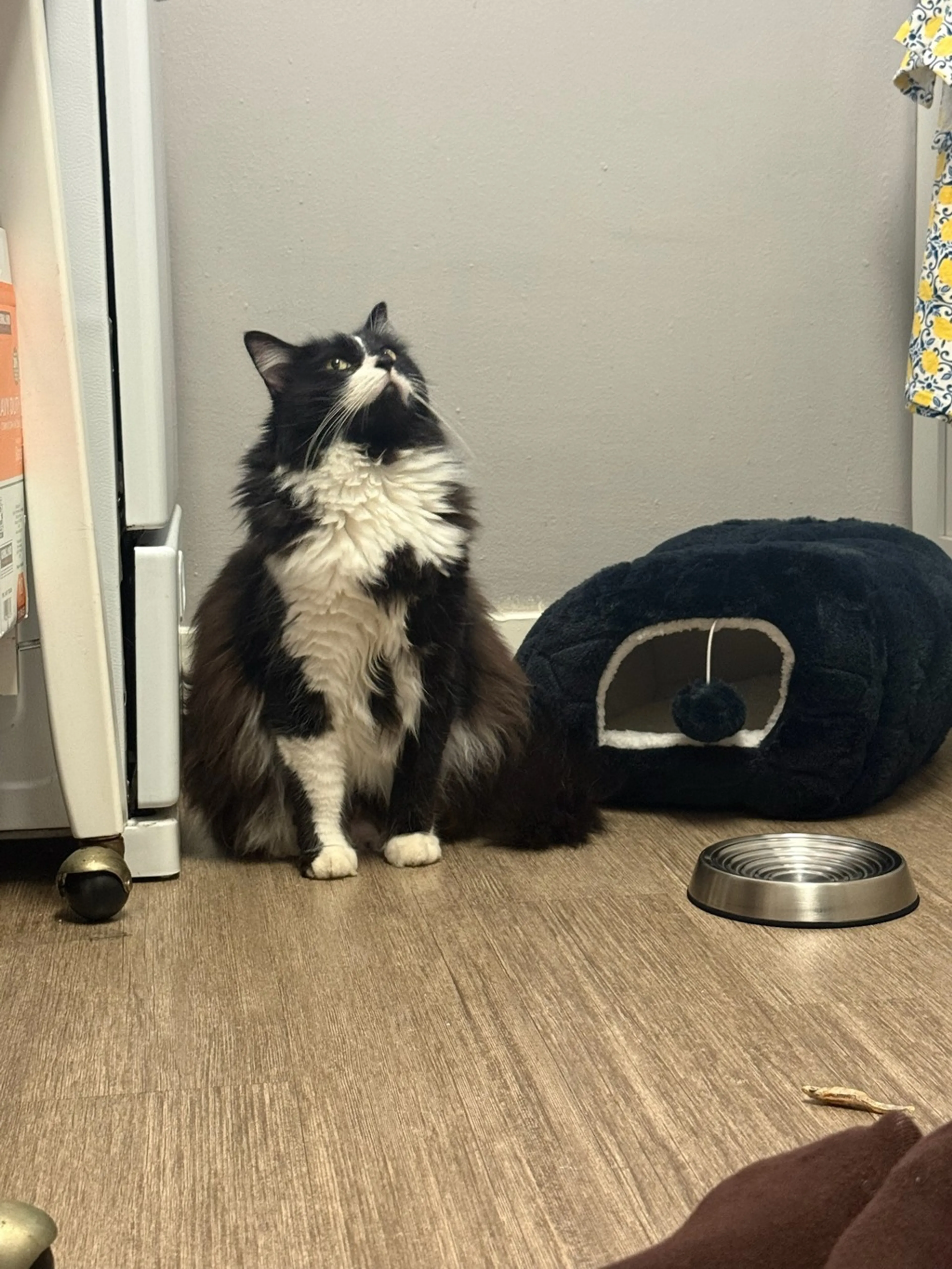 Found pet