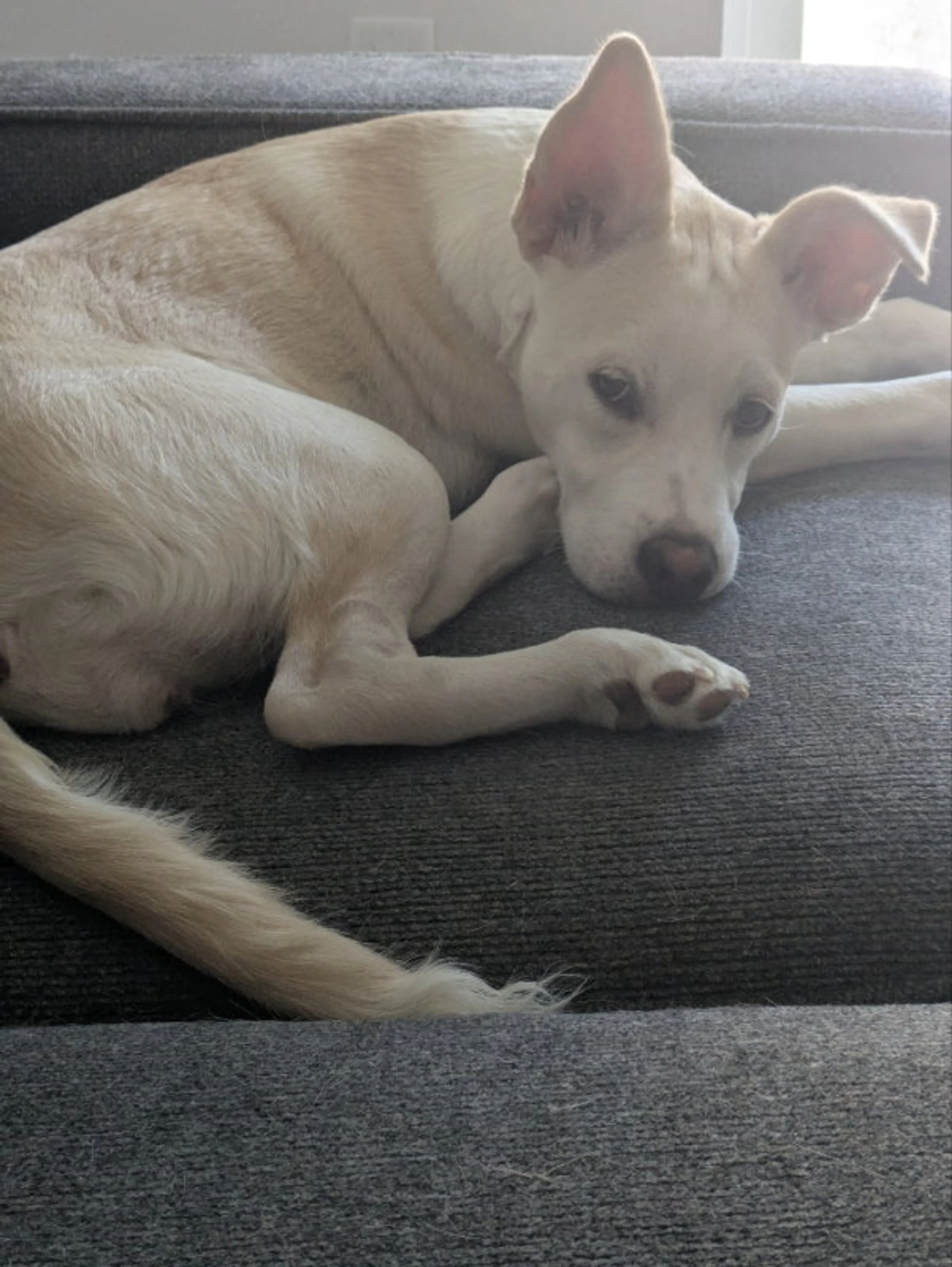 Found pet-1