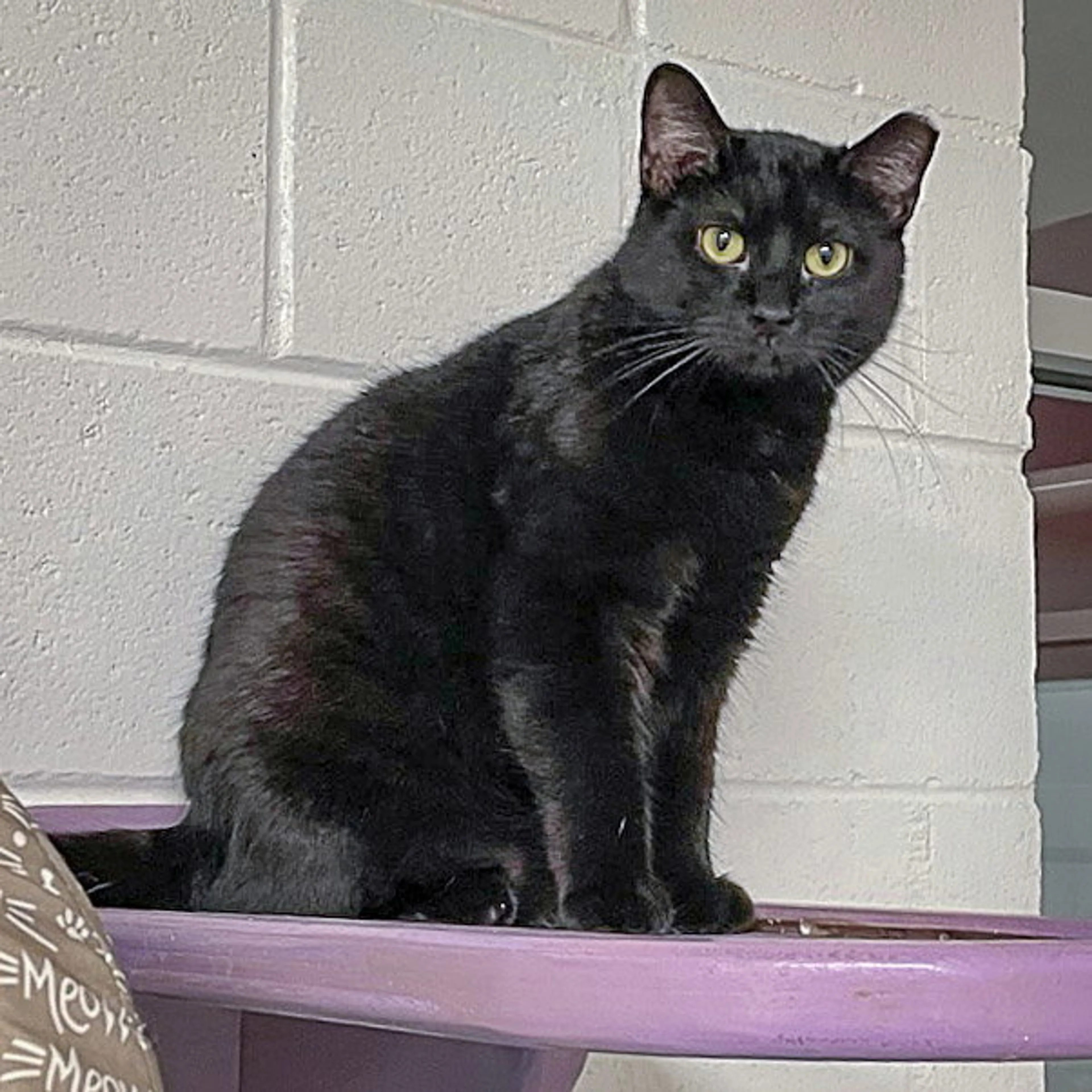 Found pet-2