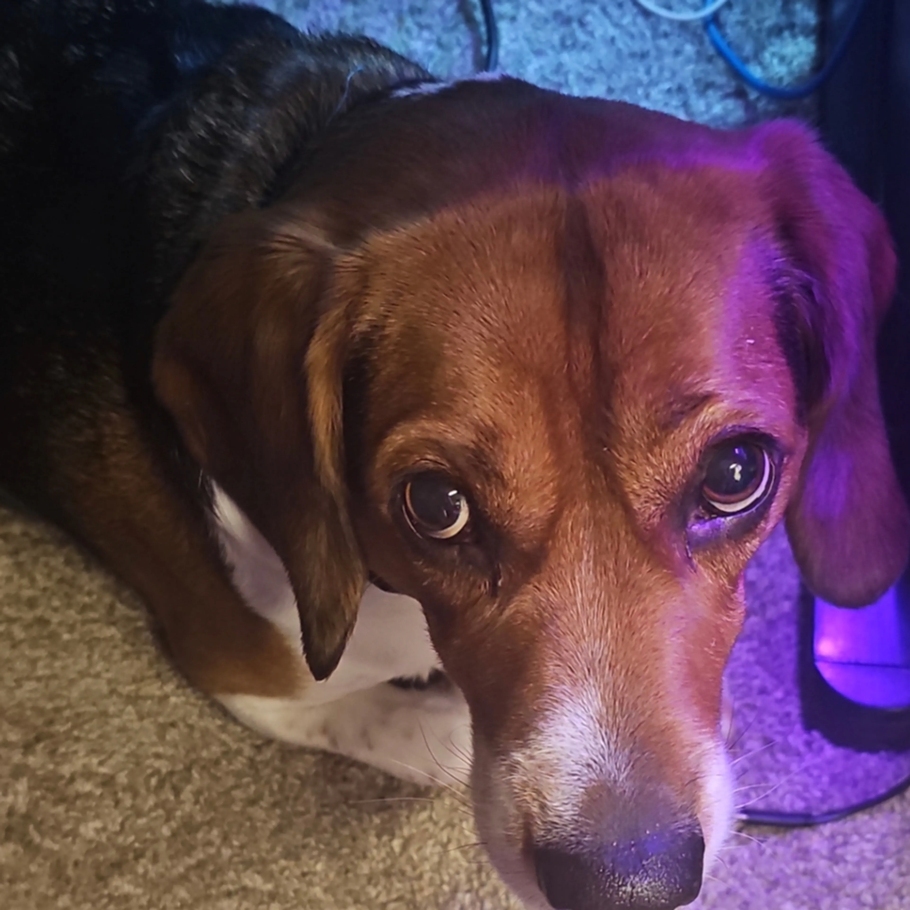 Lost pet-1