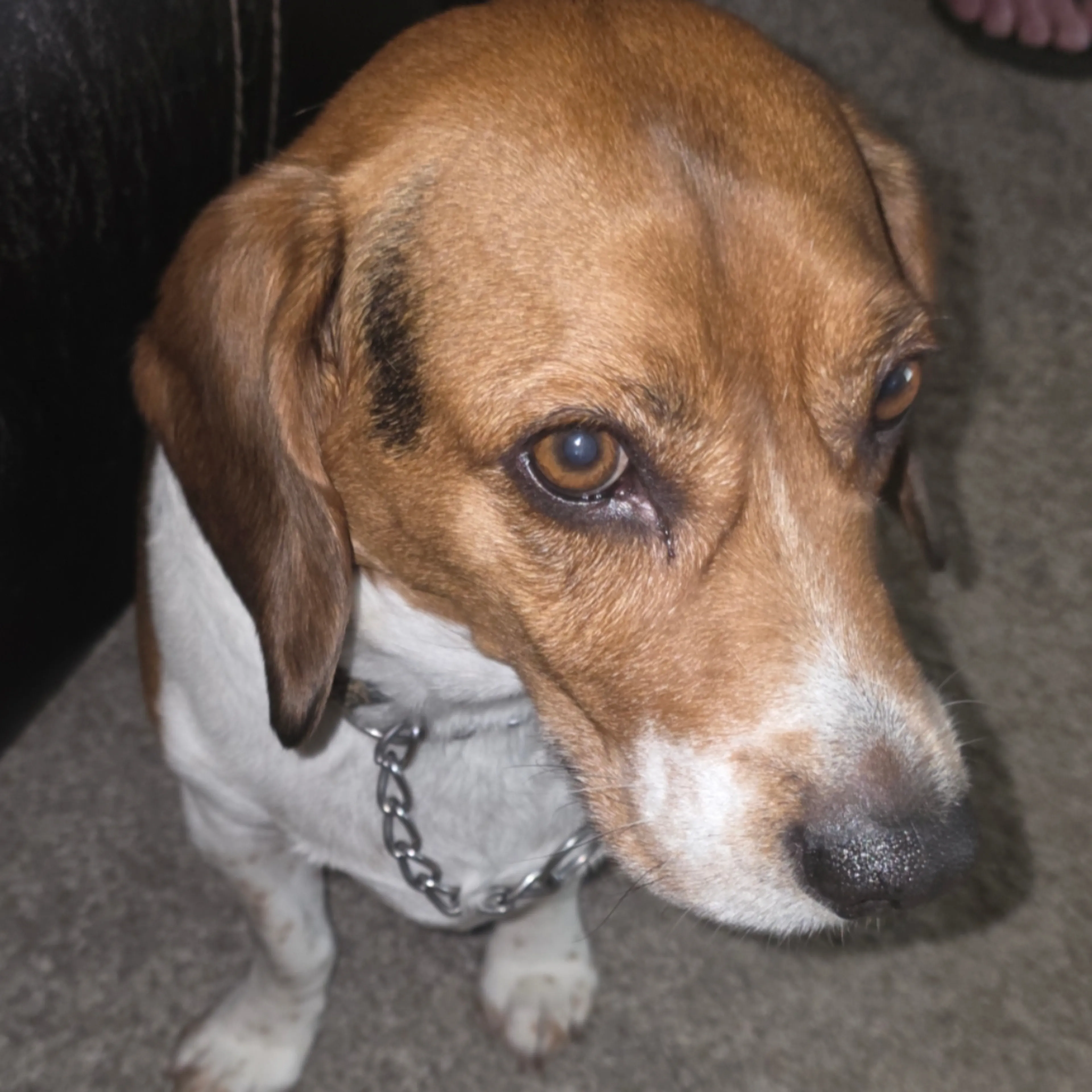 Lost pet-2
