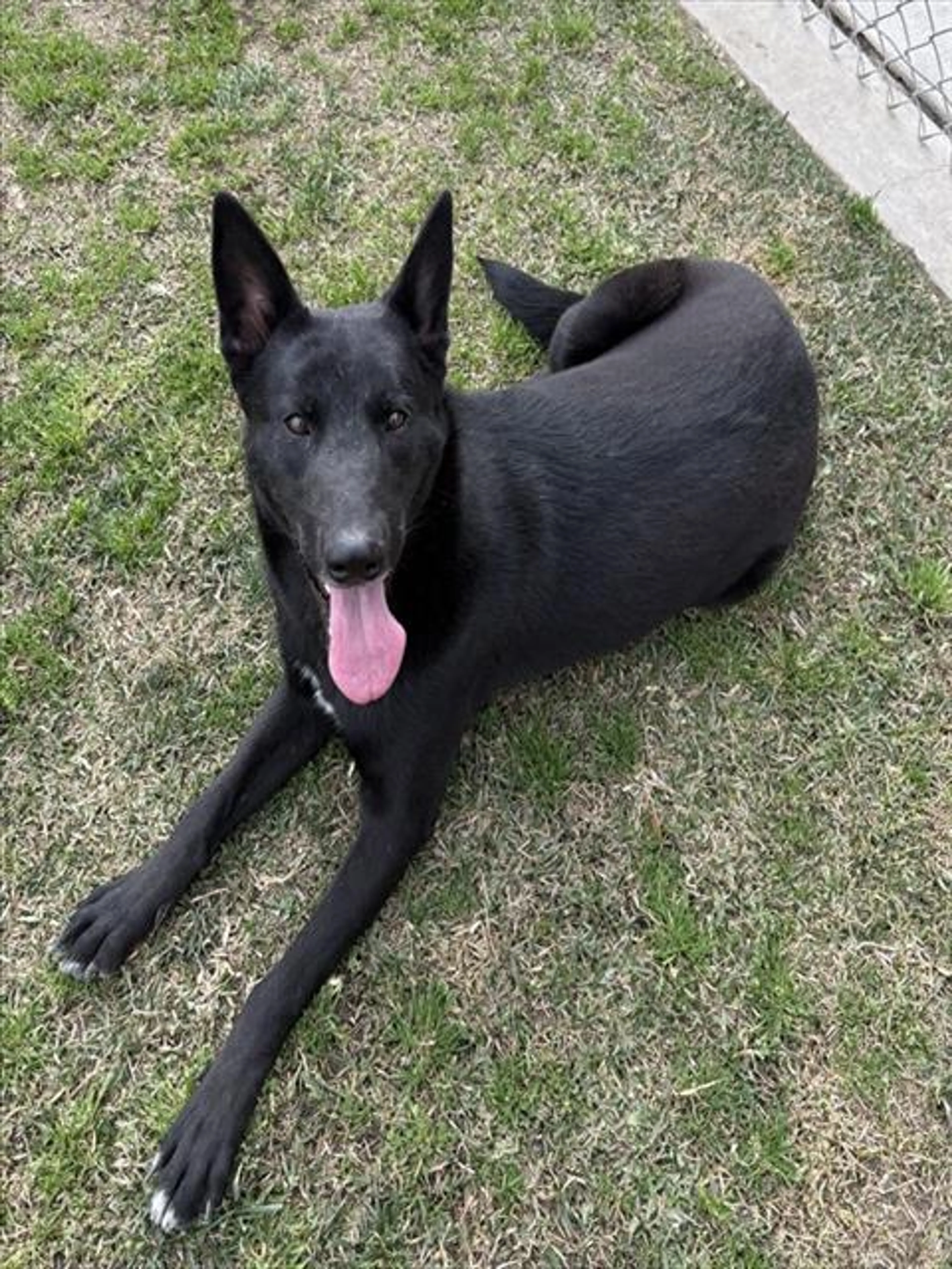 Found pet
