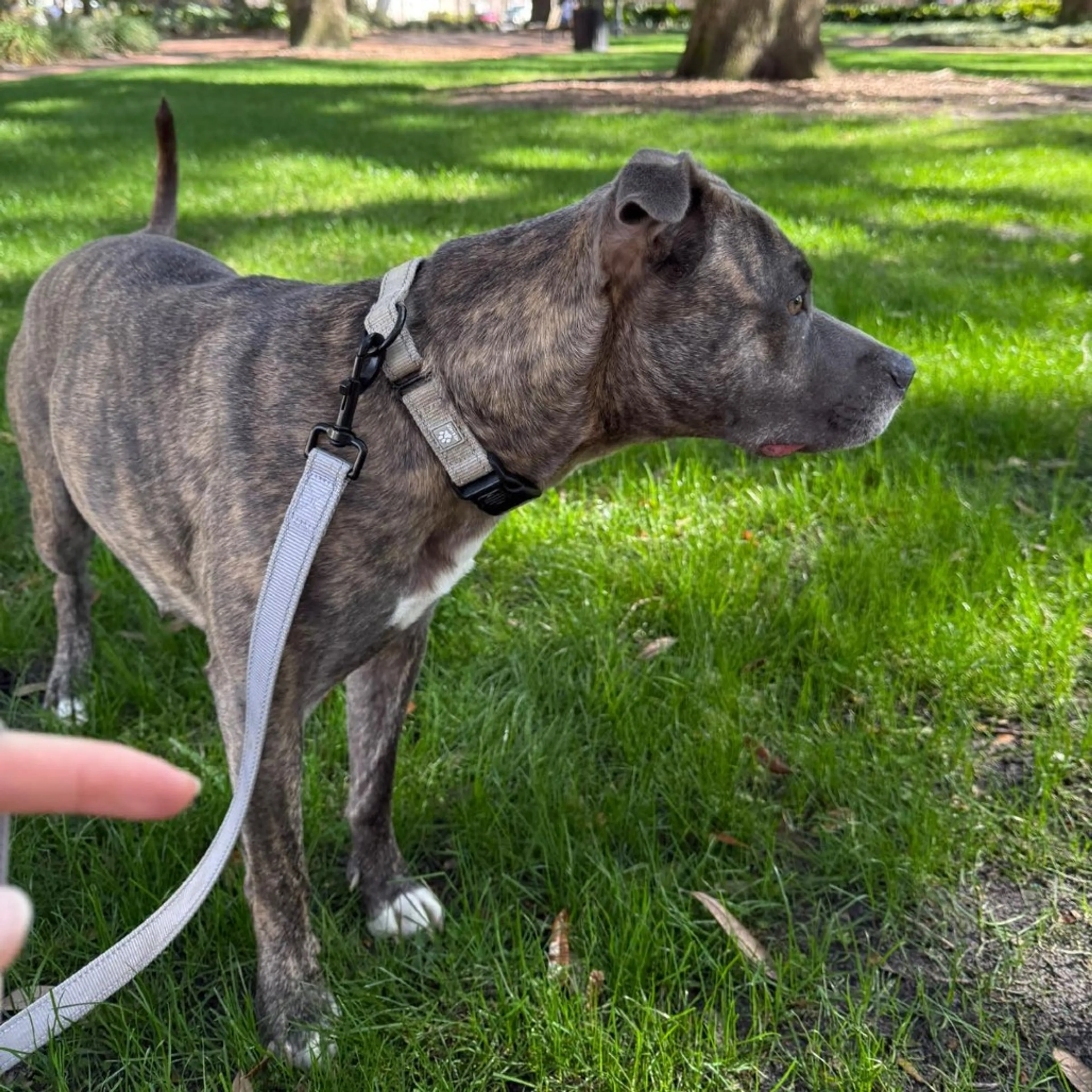 Found pet-9
