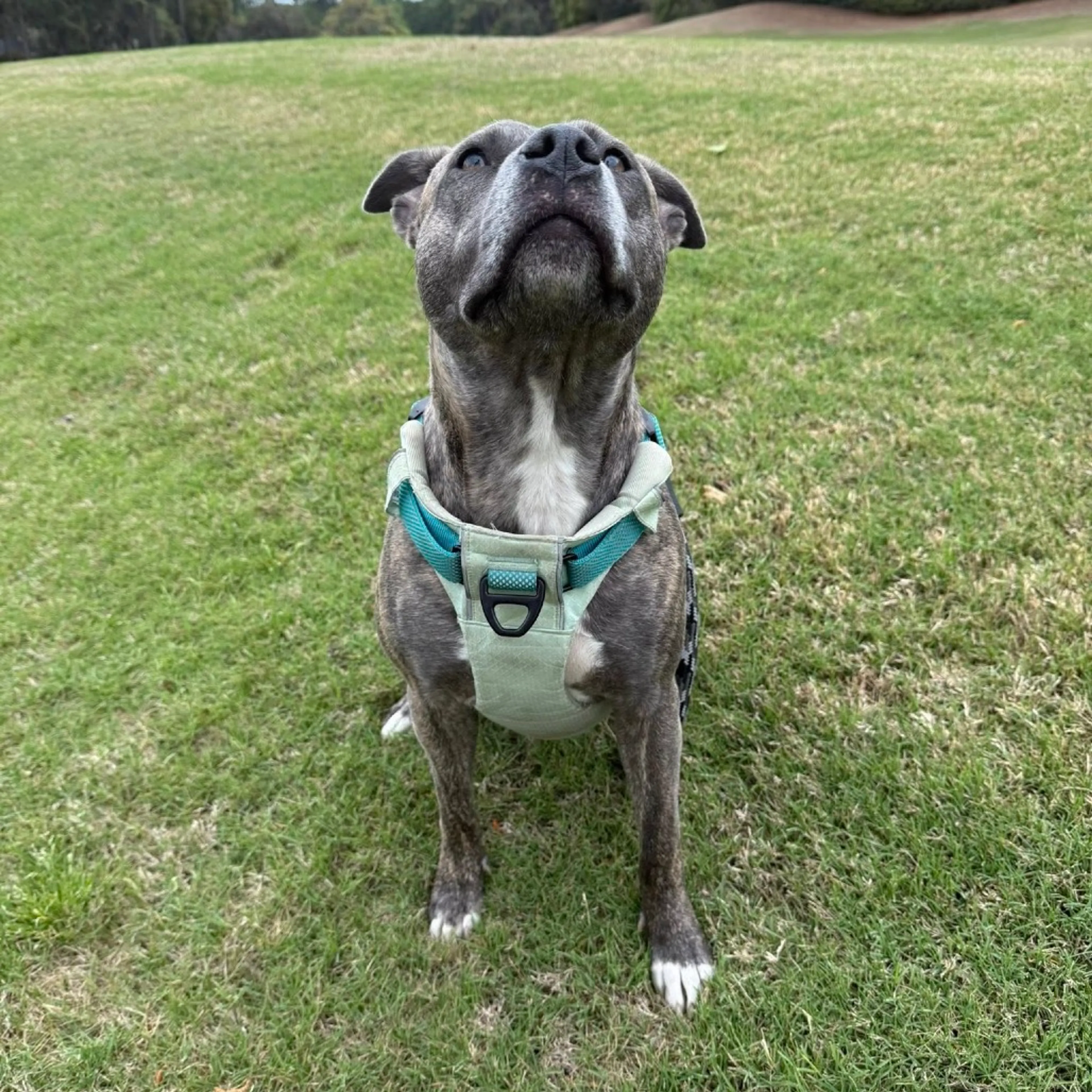 Found pet-11
