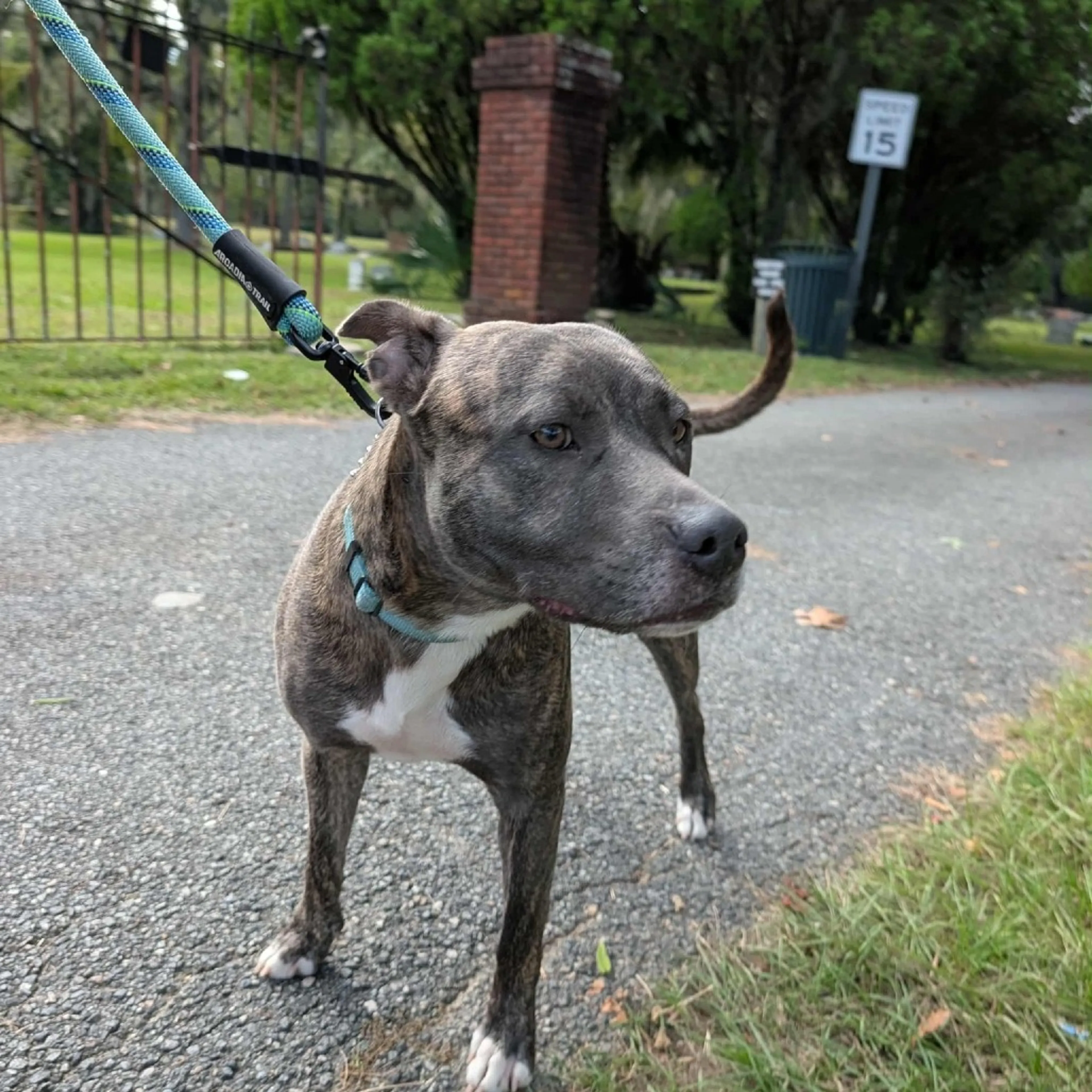 Found pet-7