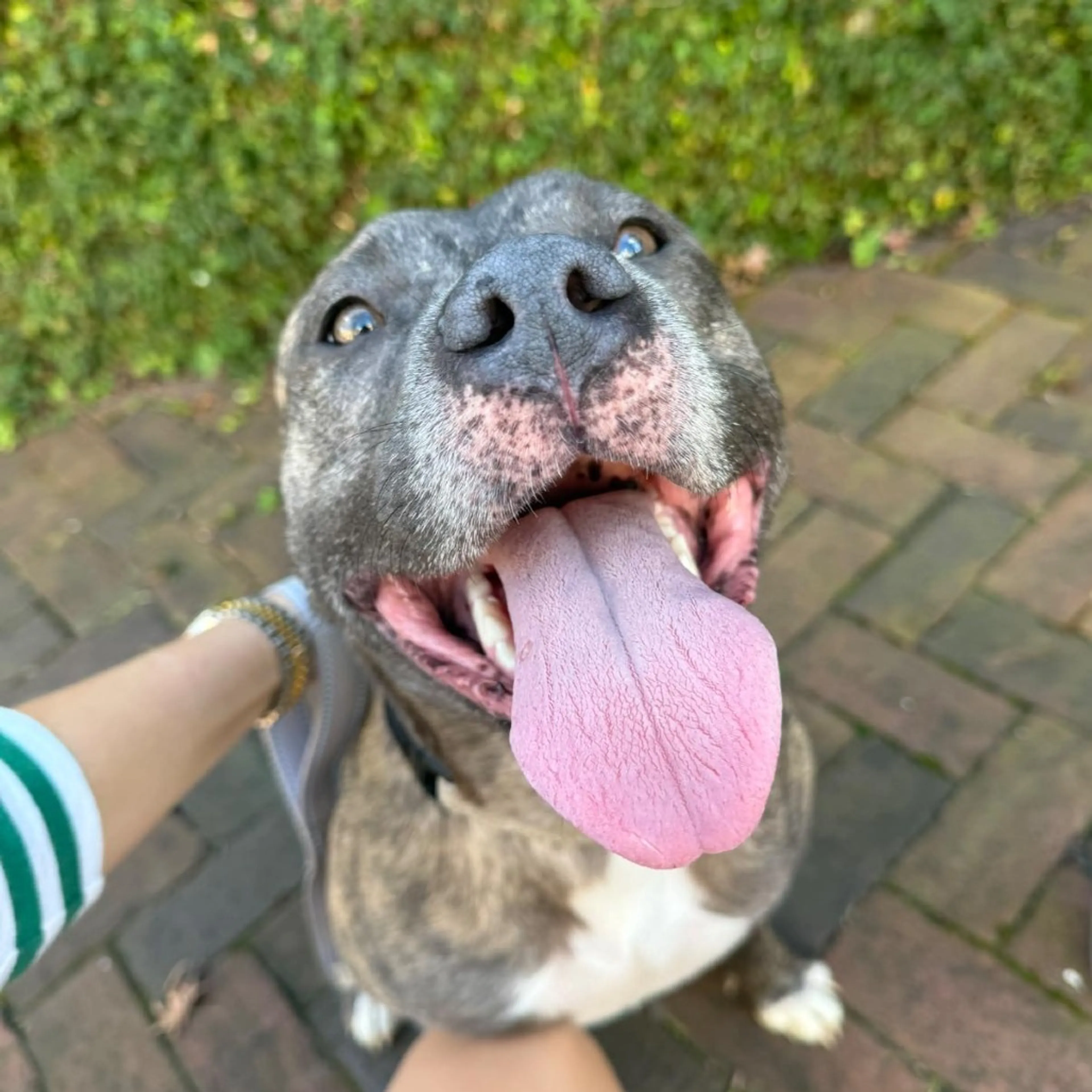 Found pet-8