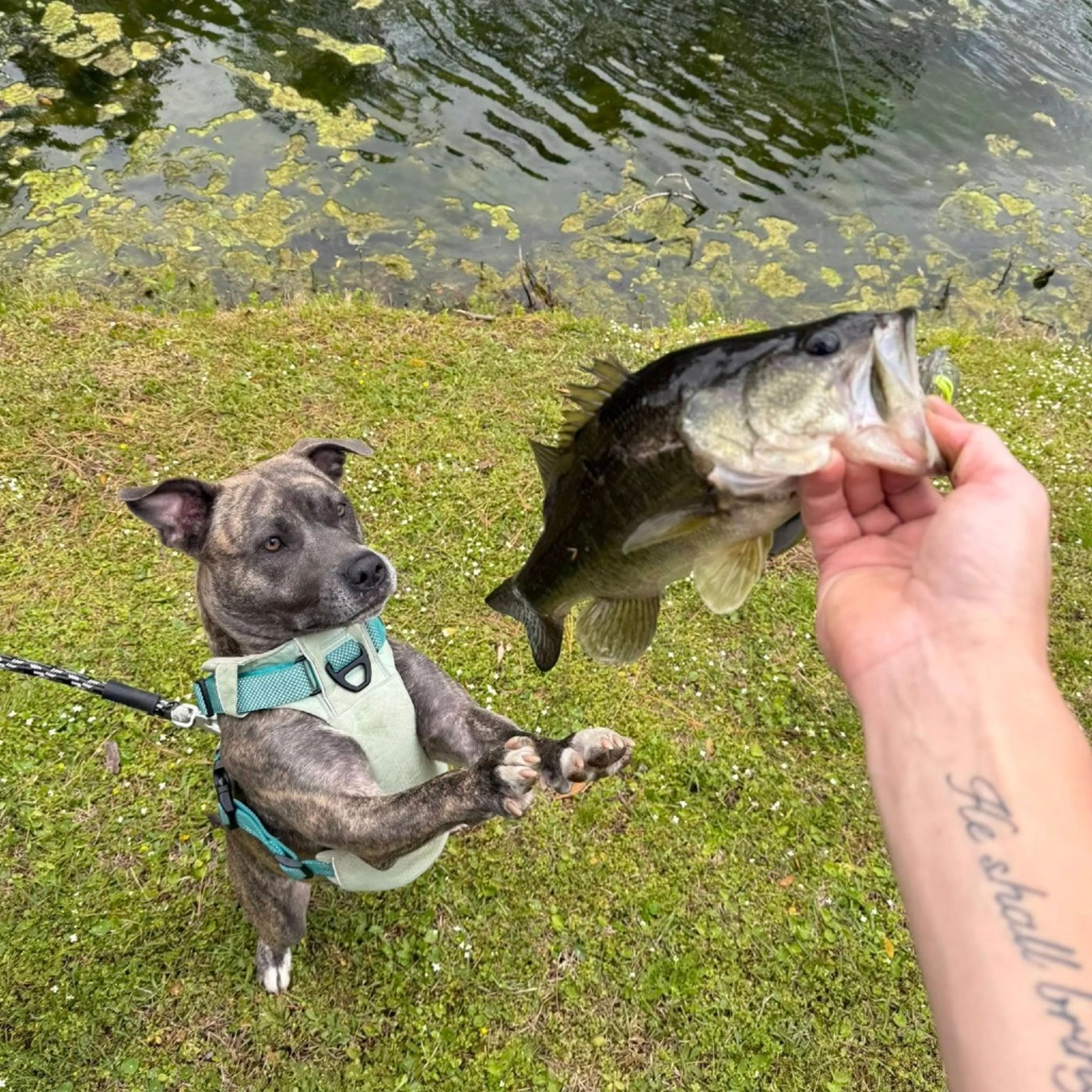 Found pet-12