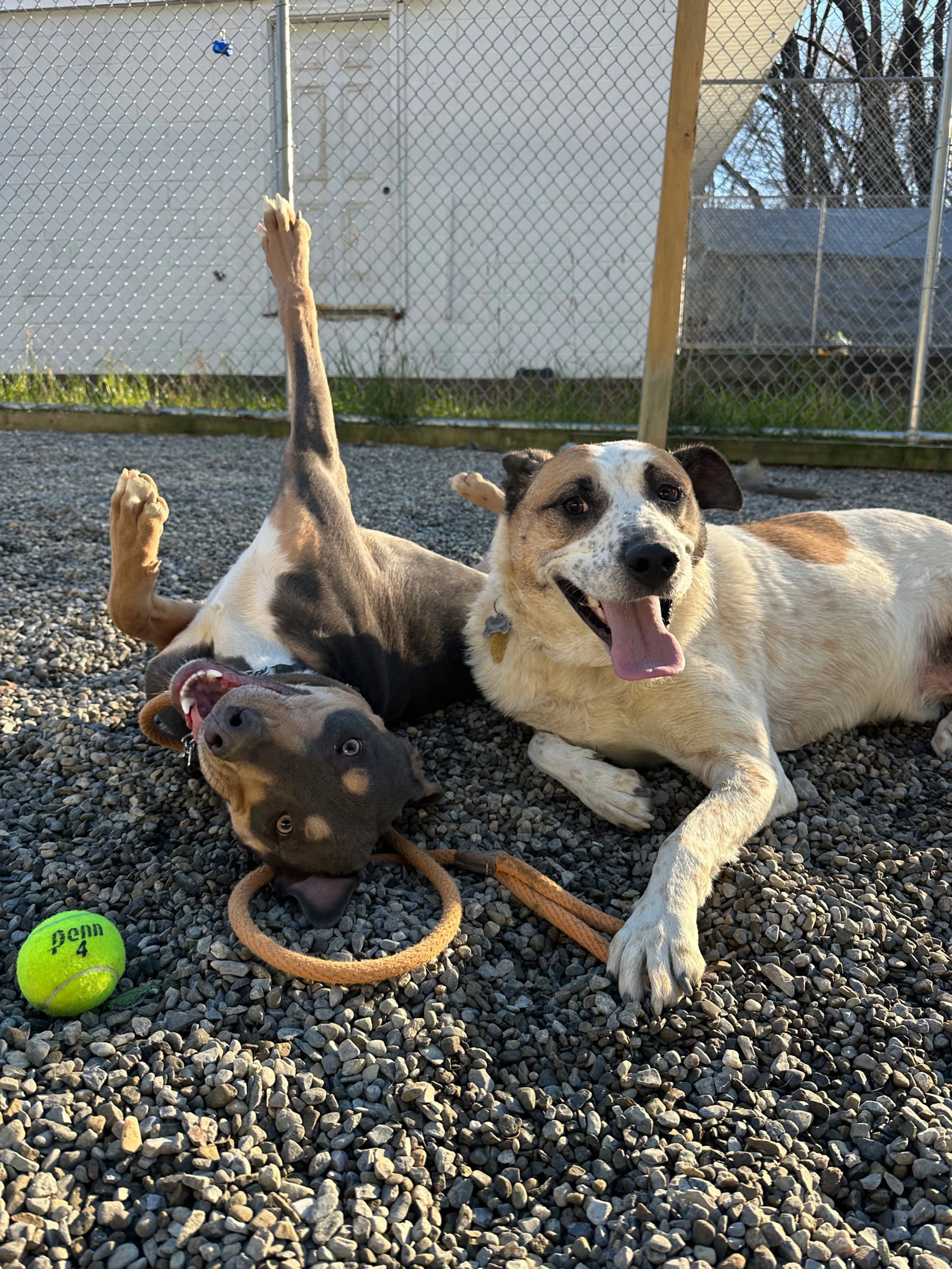 Found pet-4