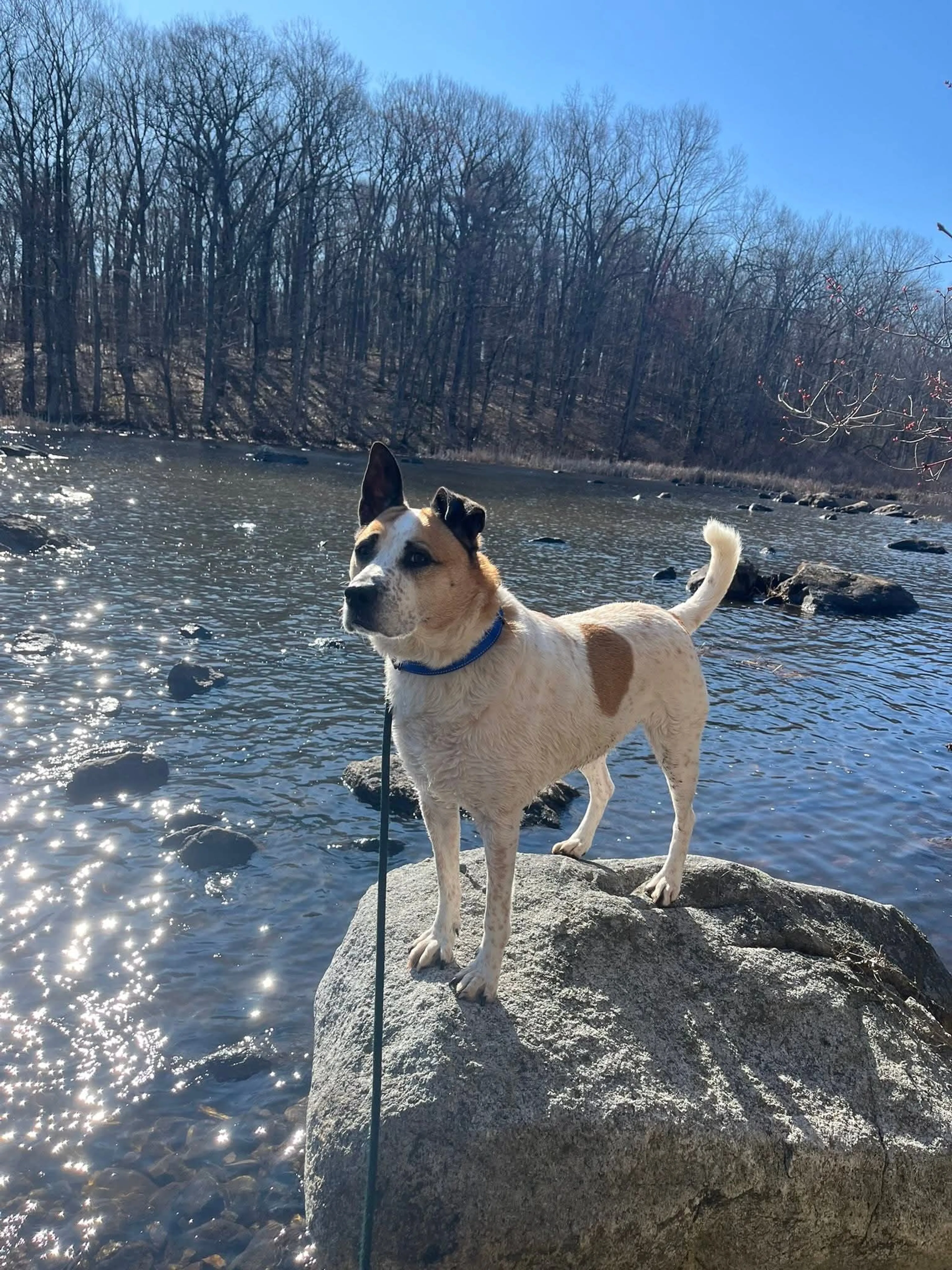 Found pet-2