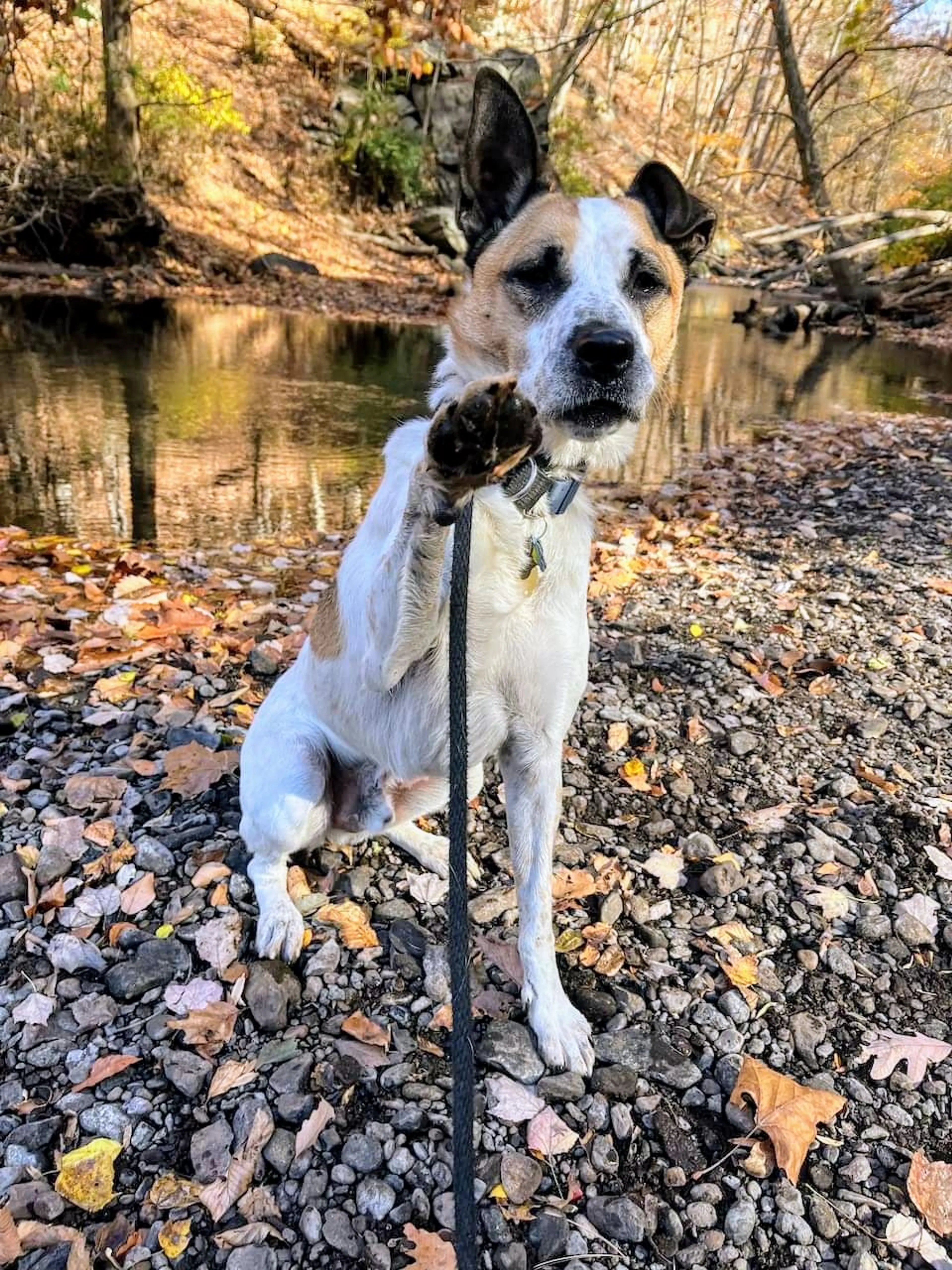 Found pet-9