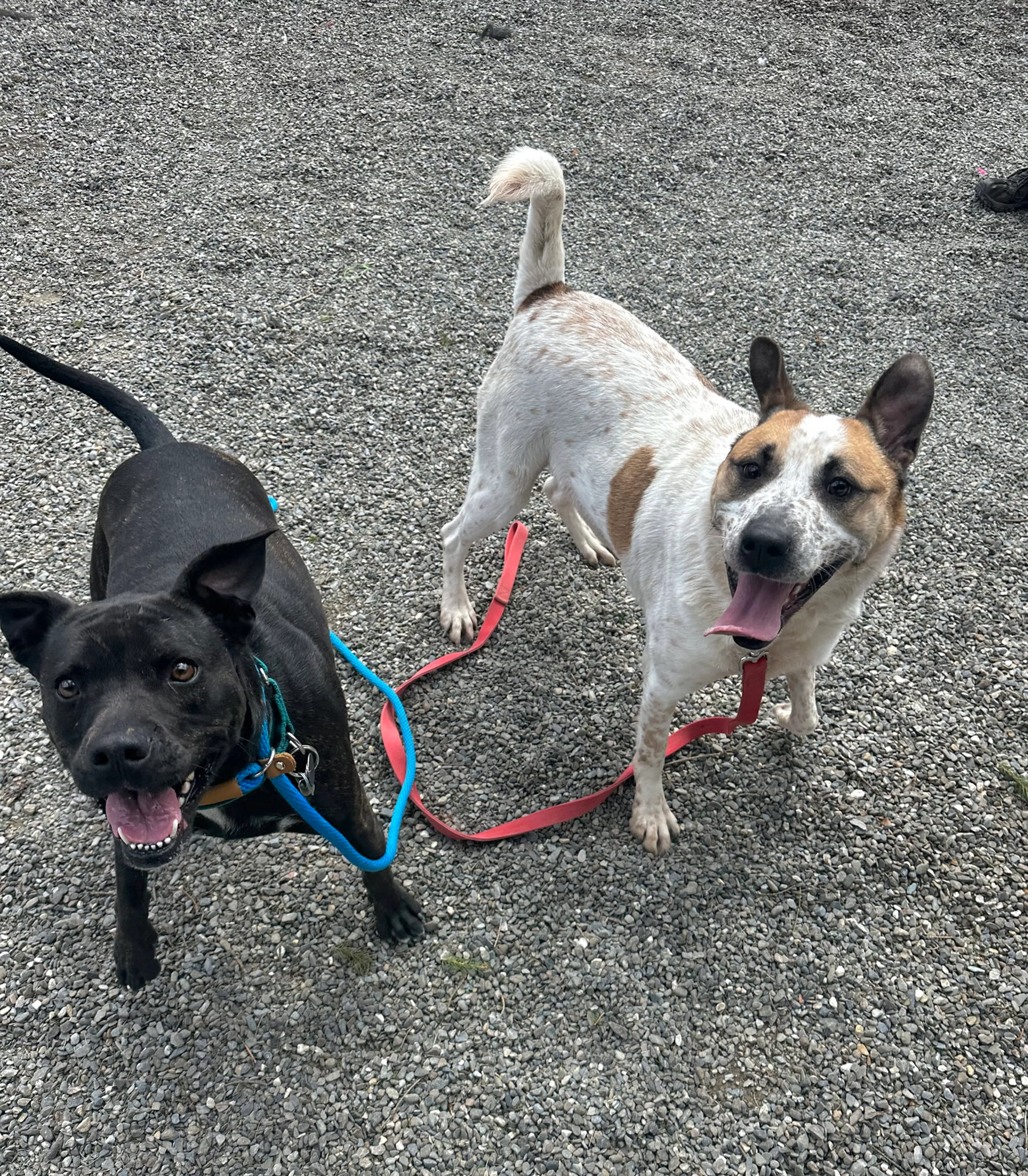 Found pet-8