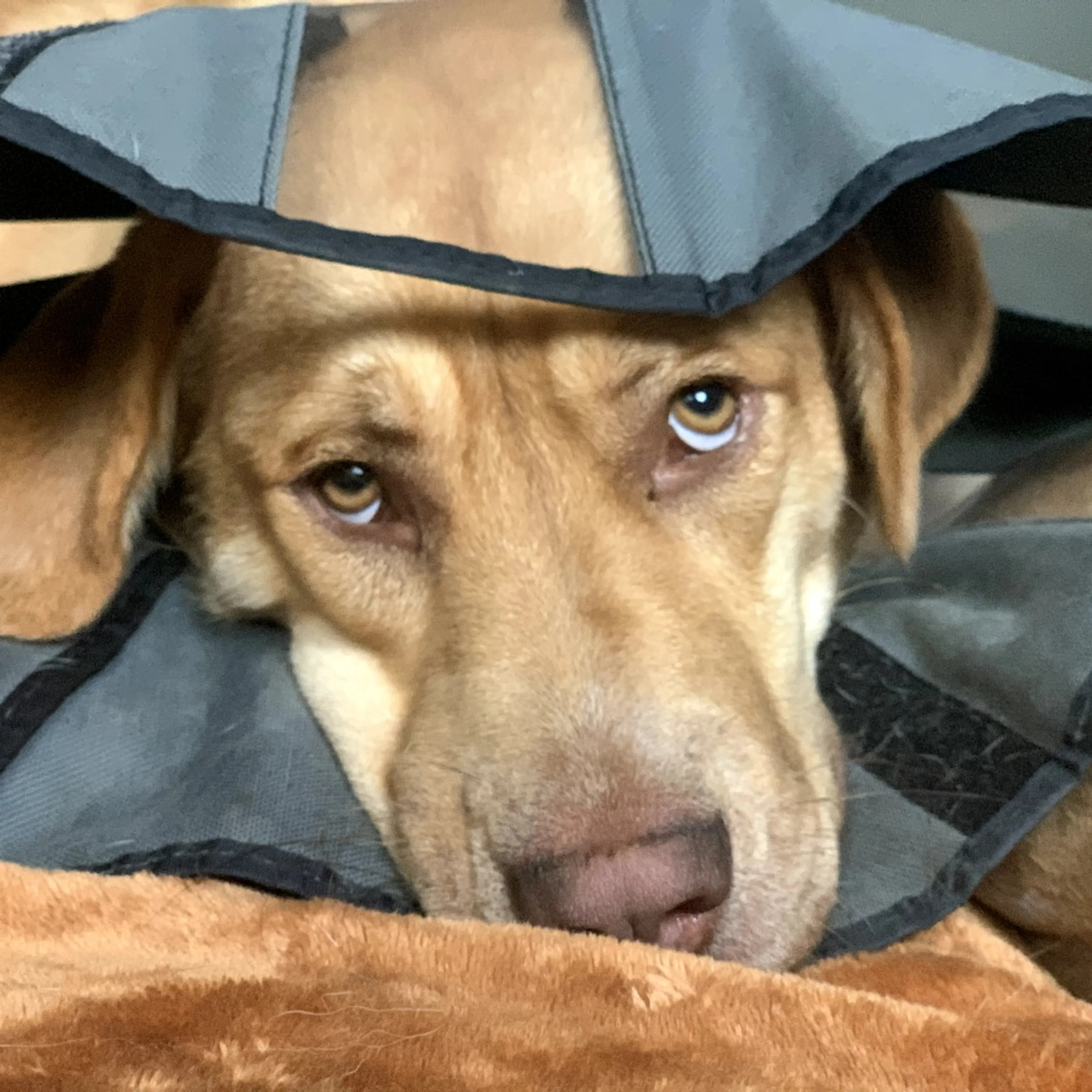 cdn image