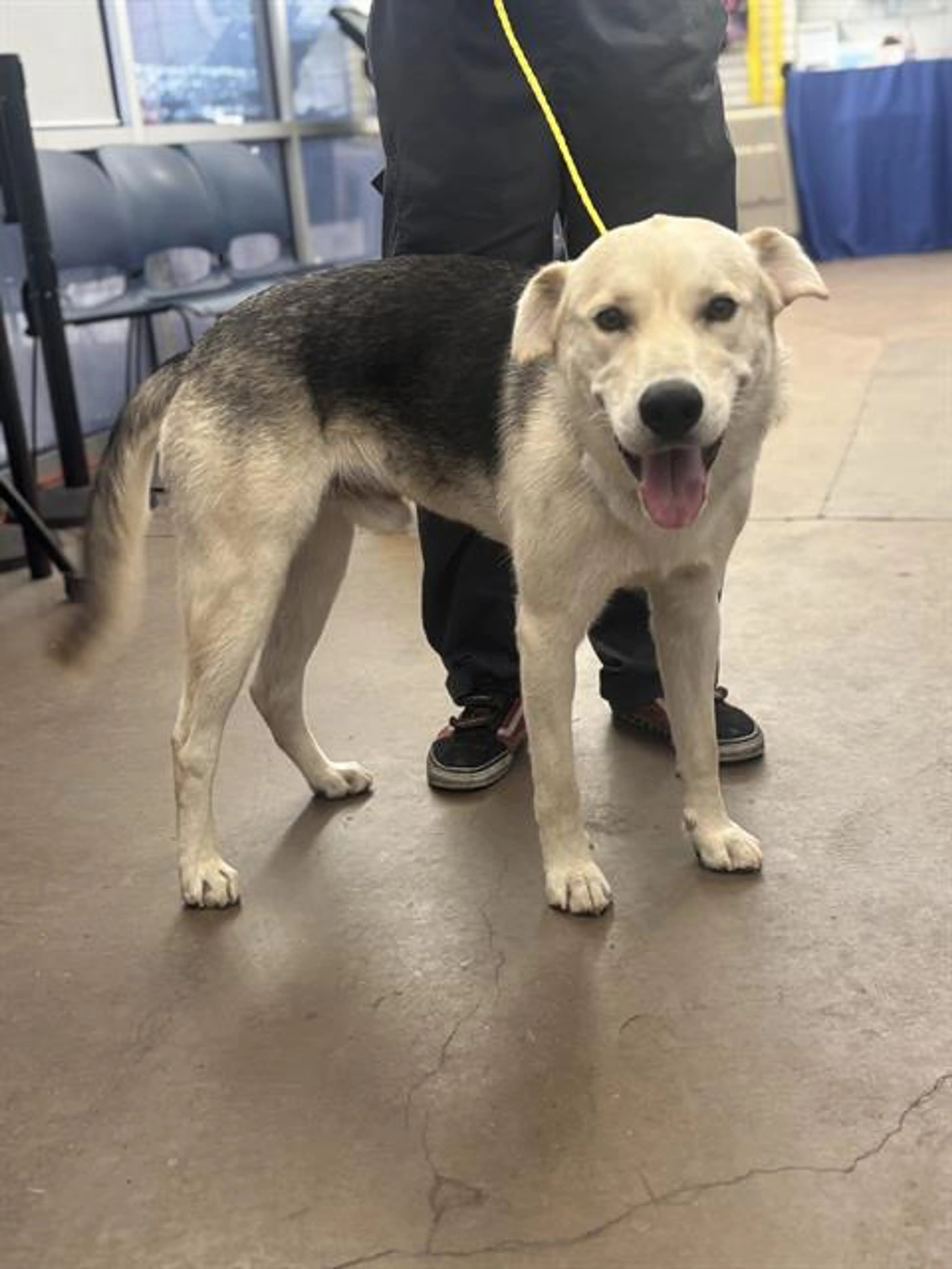 Found pet